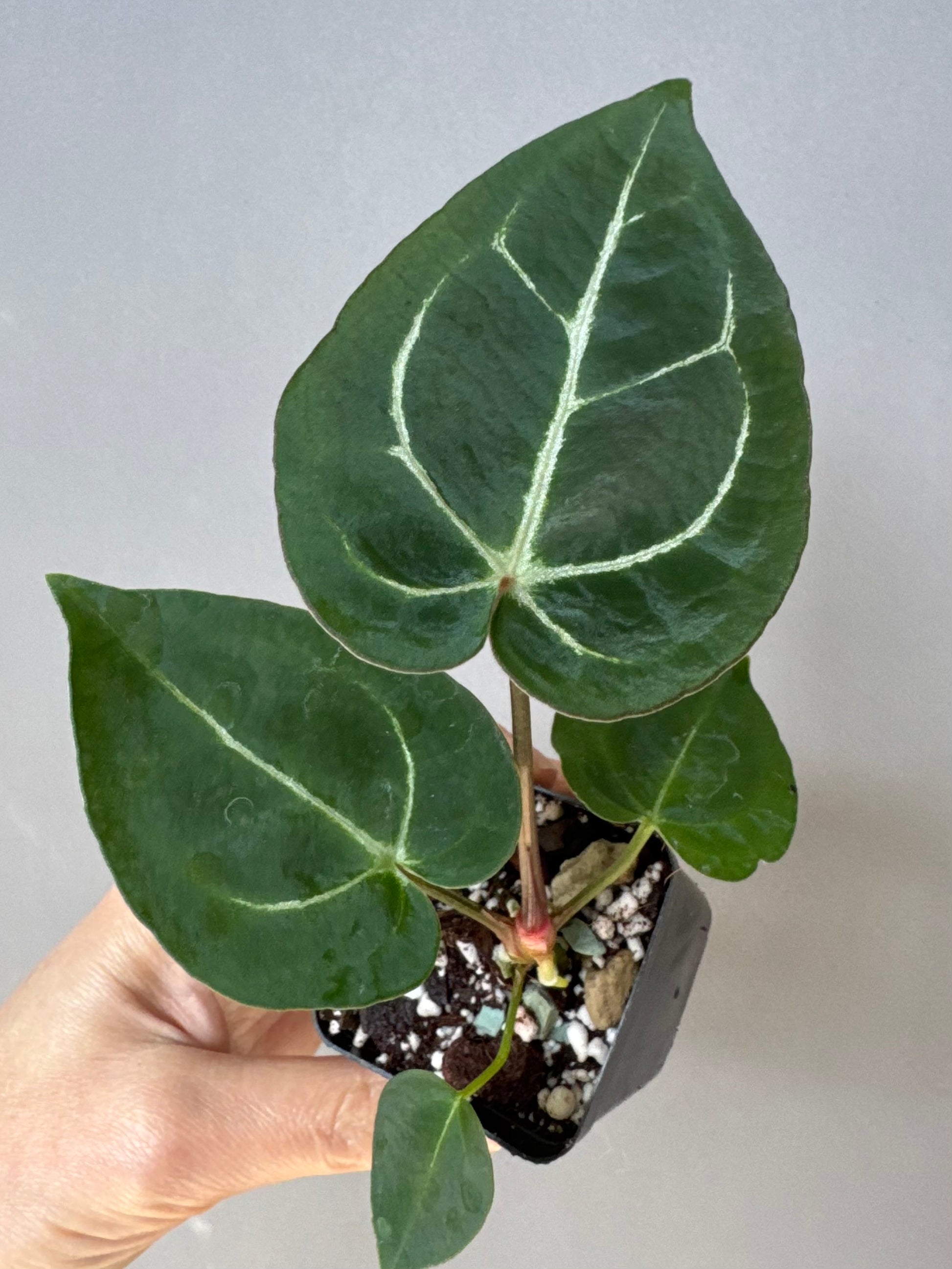 Anthurium crystallinum x (NSE Red Crystallinum x Carlablackiae)
