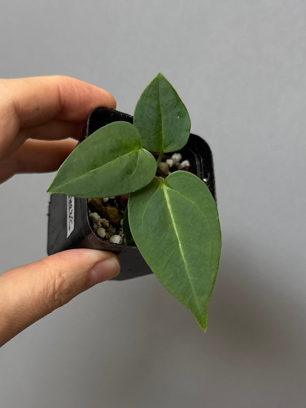 Anthurium (CrystallimumX x Indo portillae) x (DH x RVC)