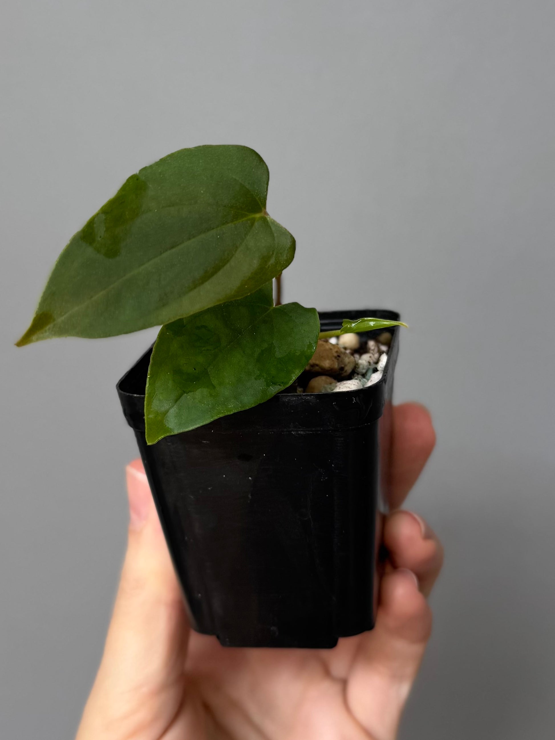 Anthurium papillilaminum Fort Sherman x Ralph Lynam (Jay Vannini clone)