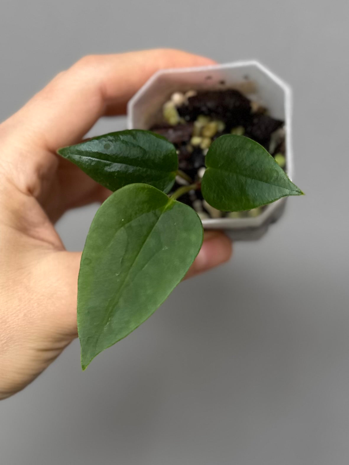 Anthurium (Subsignatum x Pap Marie) x (portillae Dorito x RLFS) (#2)