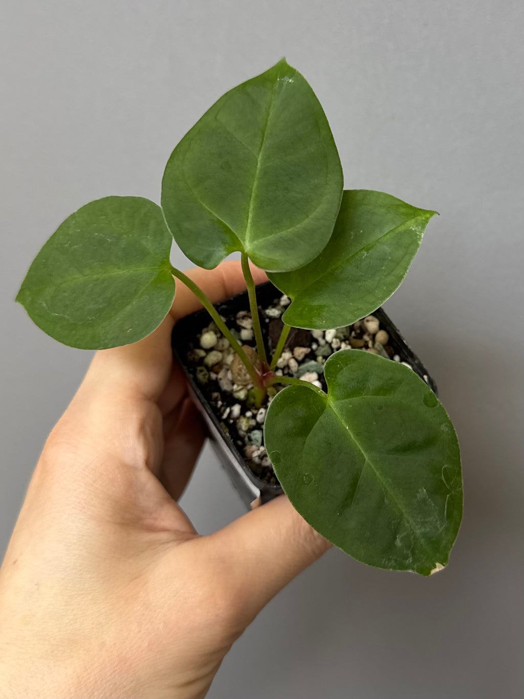 Anthurium (MagCrystal x NoID) x Papillilaminum