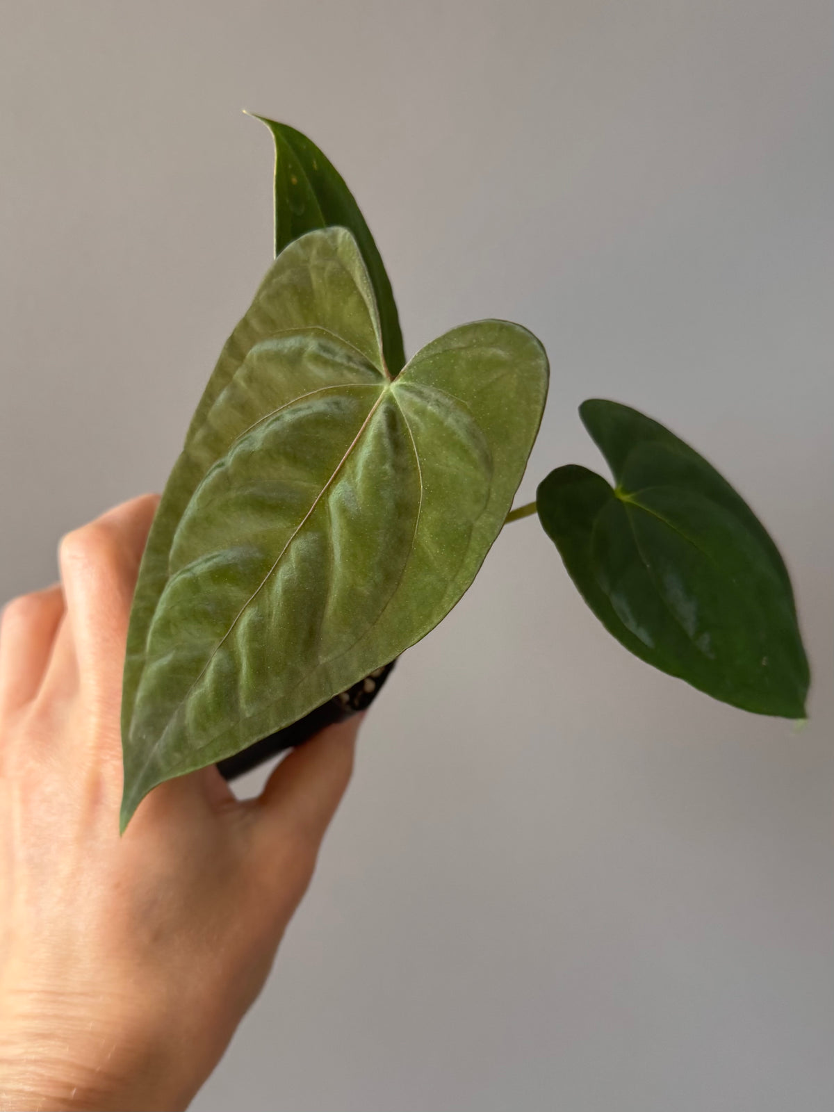 Anthurium Dark Phoenix xself