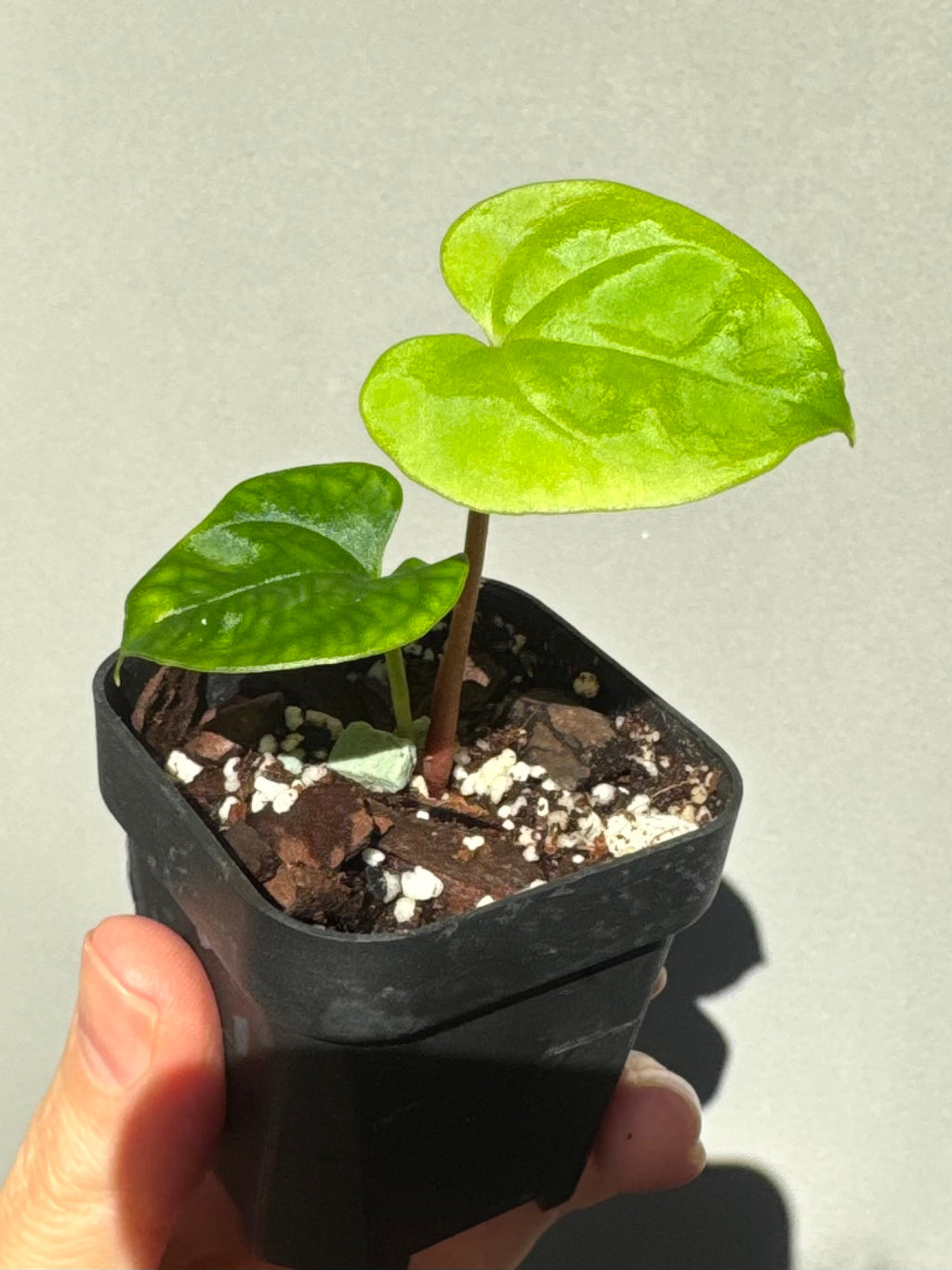 Anthurium Papillilaminum round x Darkest Panama