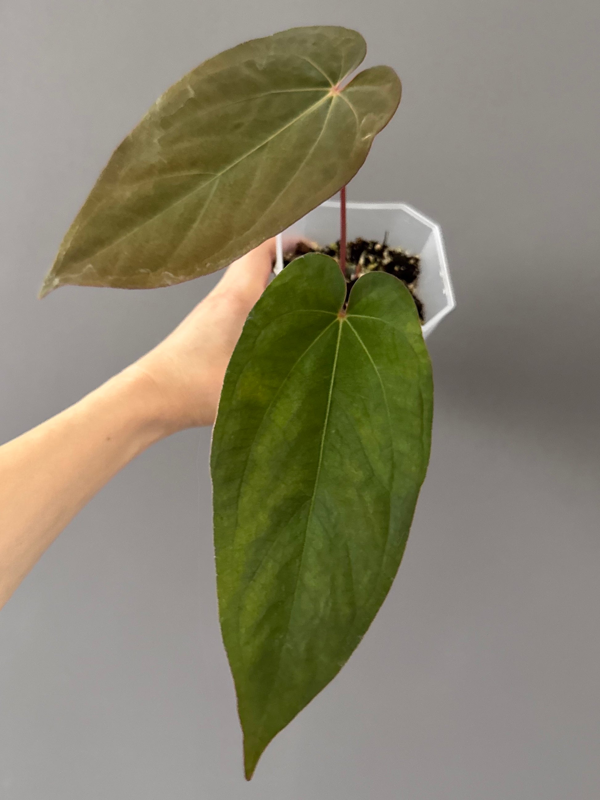 Anthurium magnificum x BVEP OG1 (#4)