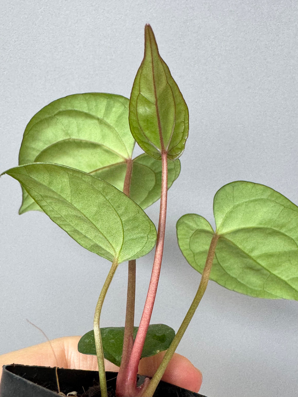 (Papillilaminum Daniel x Besseae aff.) X RVDP