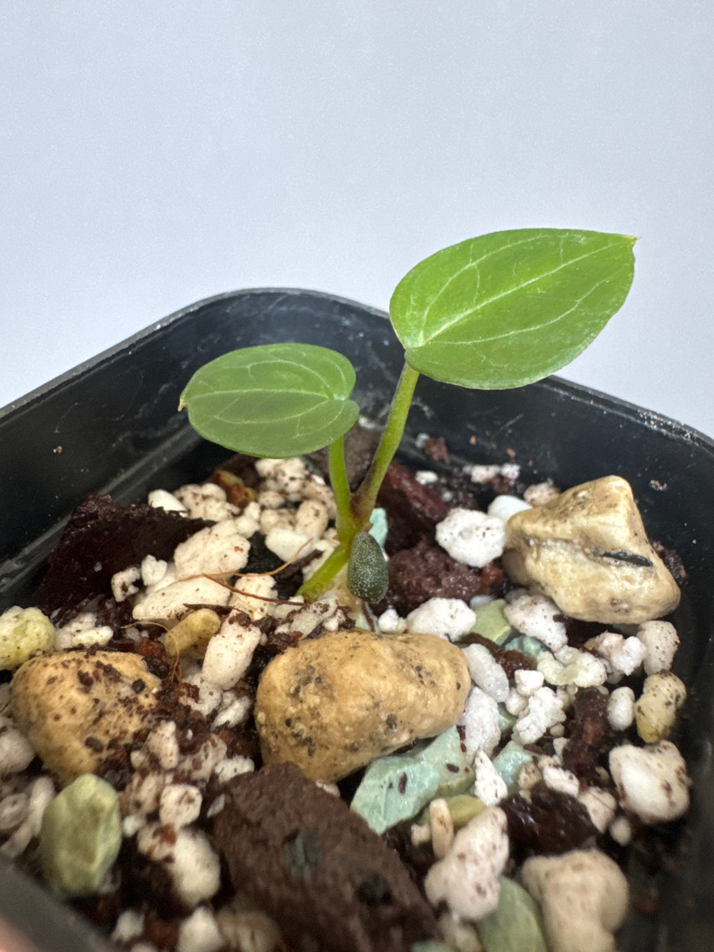 Anthurium (Crystal Select Color x Michelle) xself