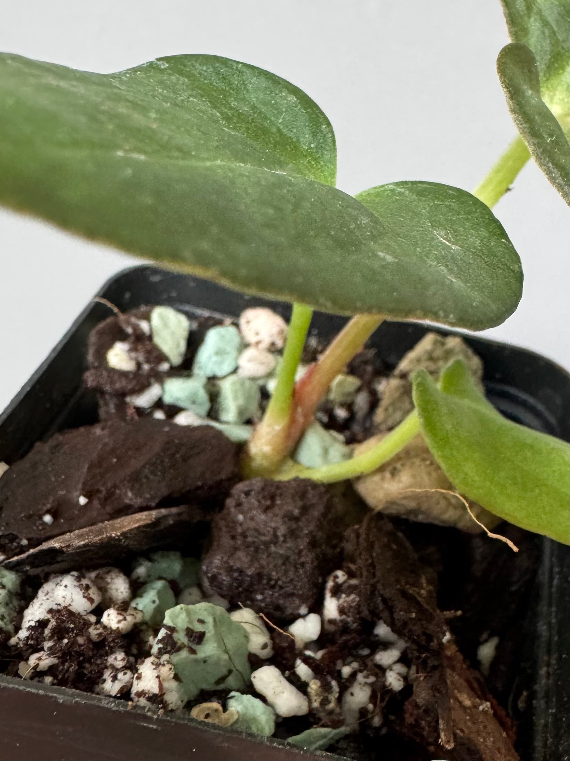 Anthurium ((RG Dressleri x Carlablackiae)xBVEP) X Carlablackiae C1