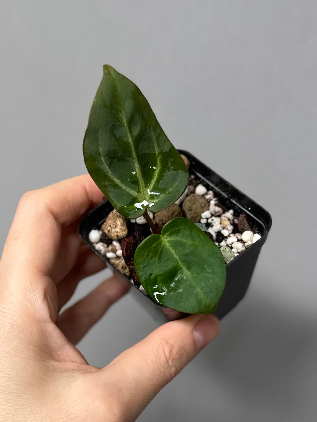 Anthurium Carlablackiae RA5x10 x open