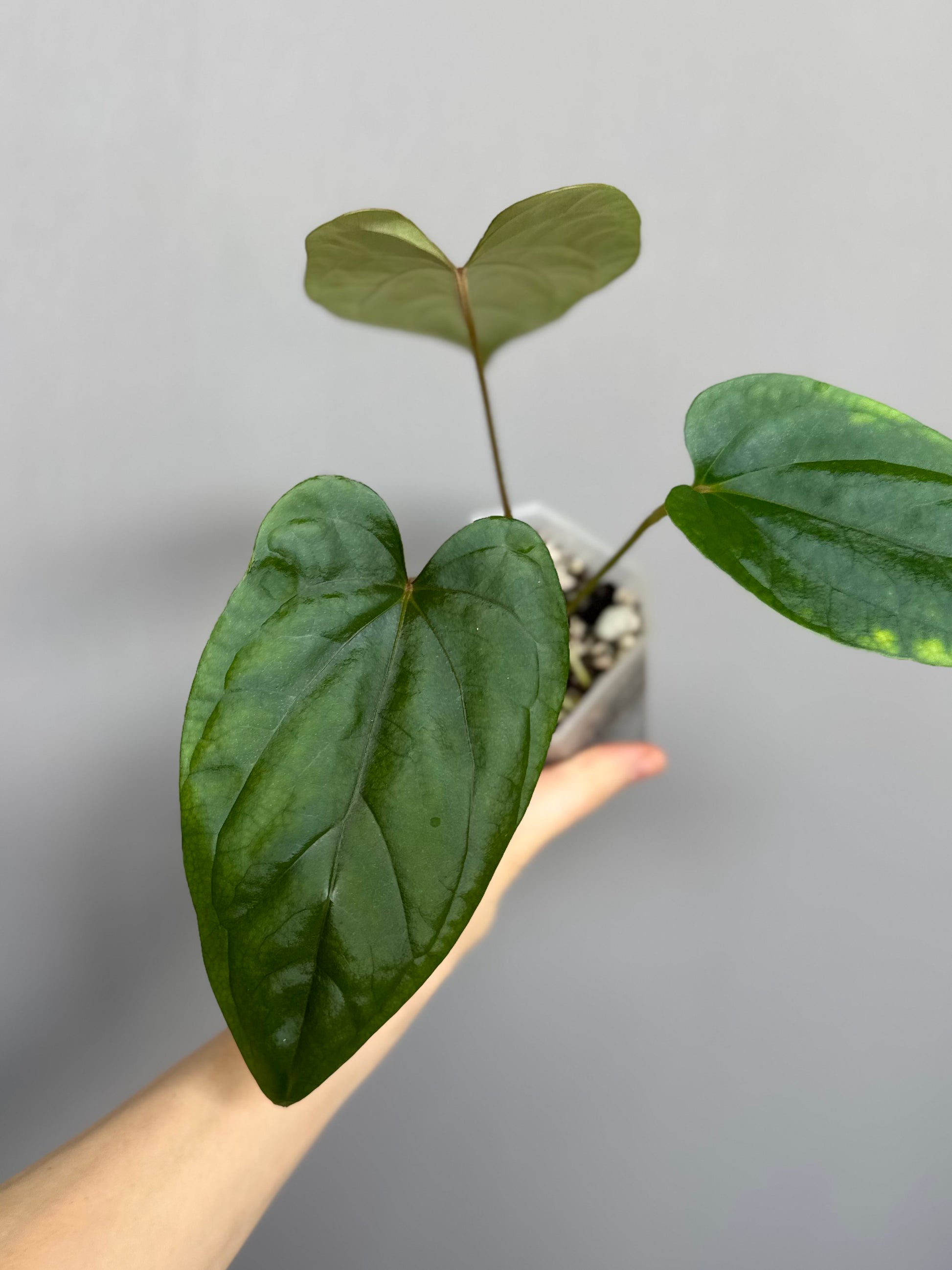 Anthurium Mr. Worldwide x debilis (by variegated_stringray)