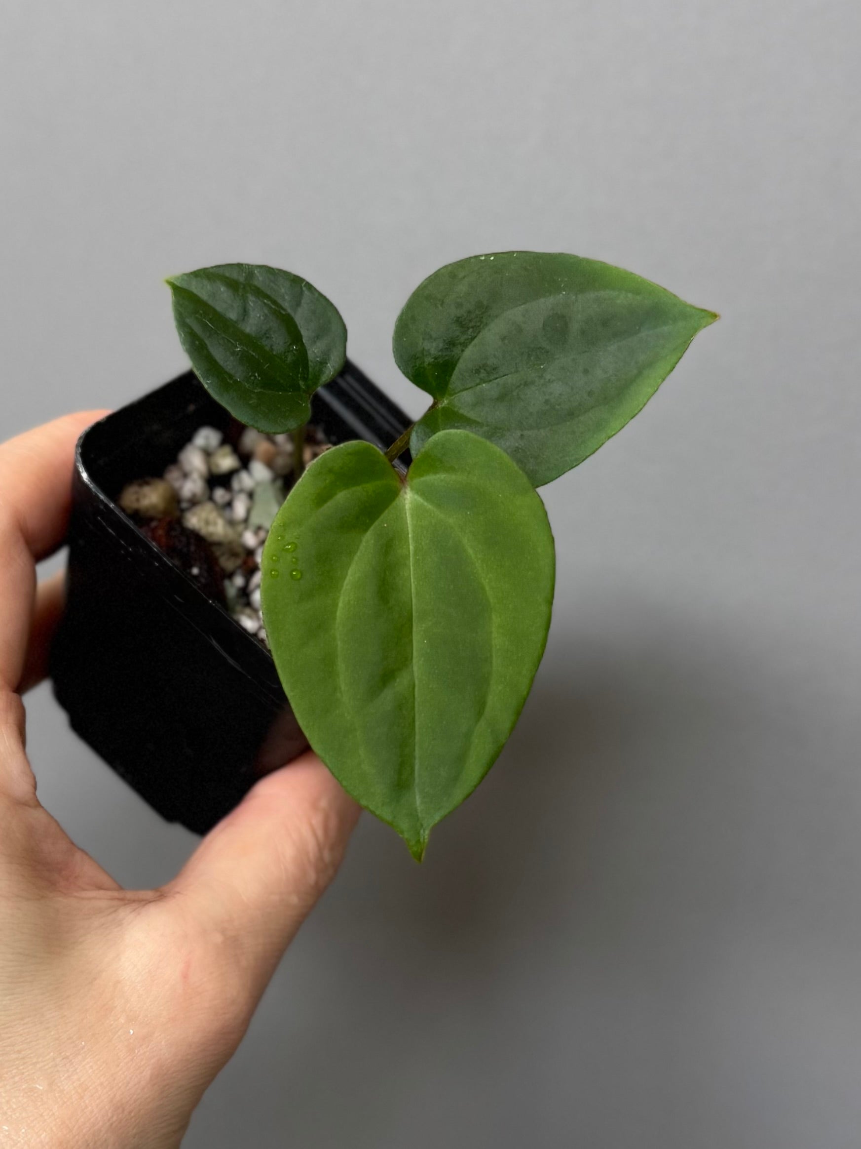Anthurium Besseae aff. x RVDP