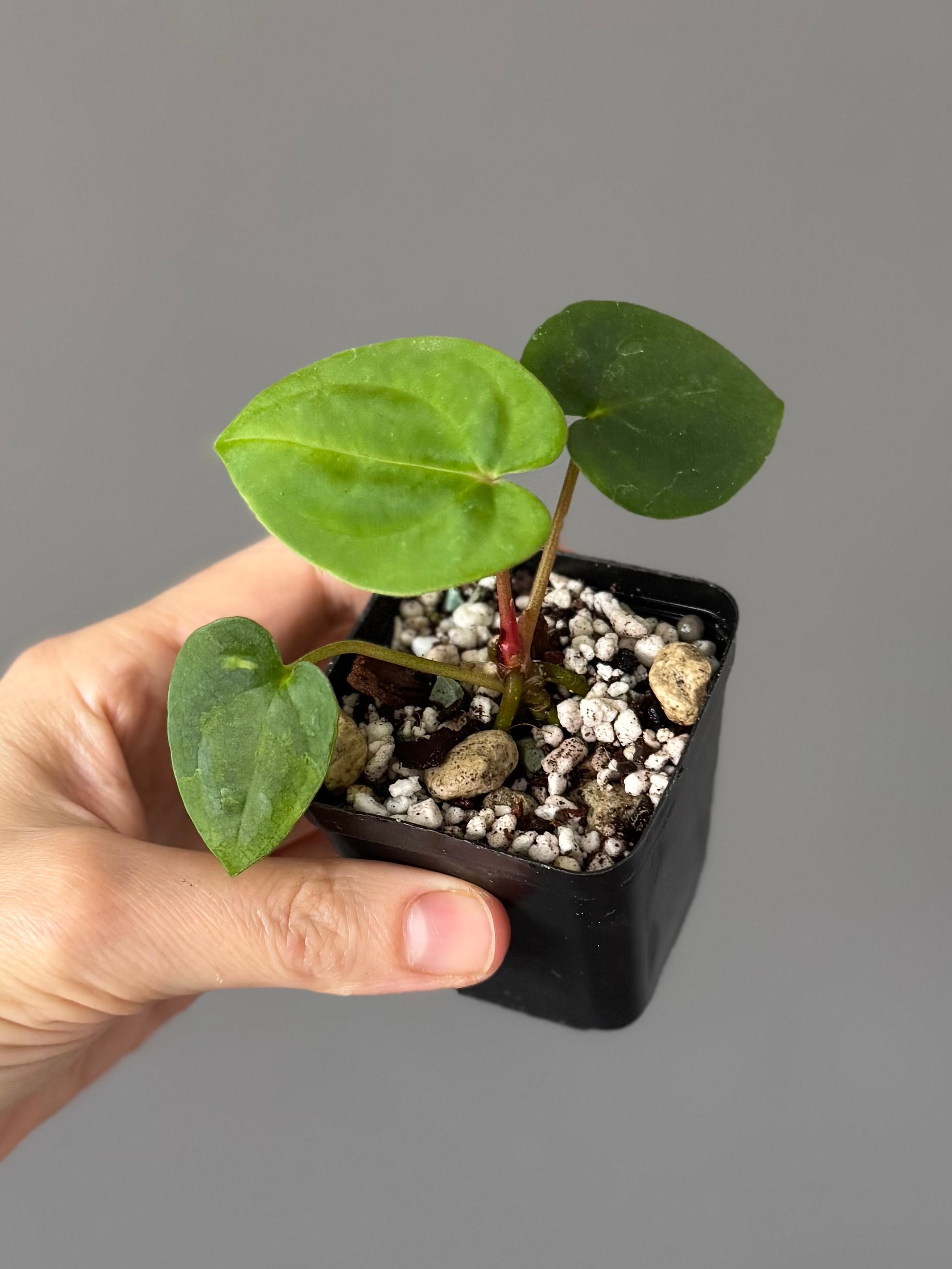 Anthurium Papillilaminum ‚Gatorbod‘ x (RGdressCarla x BVEP)