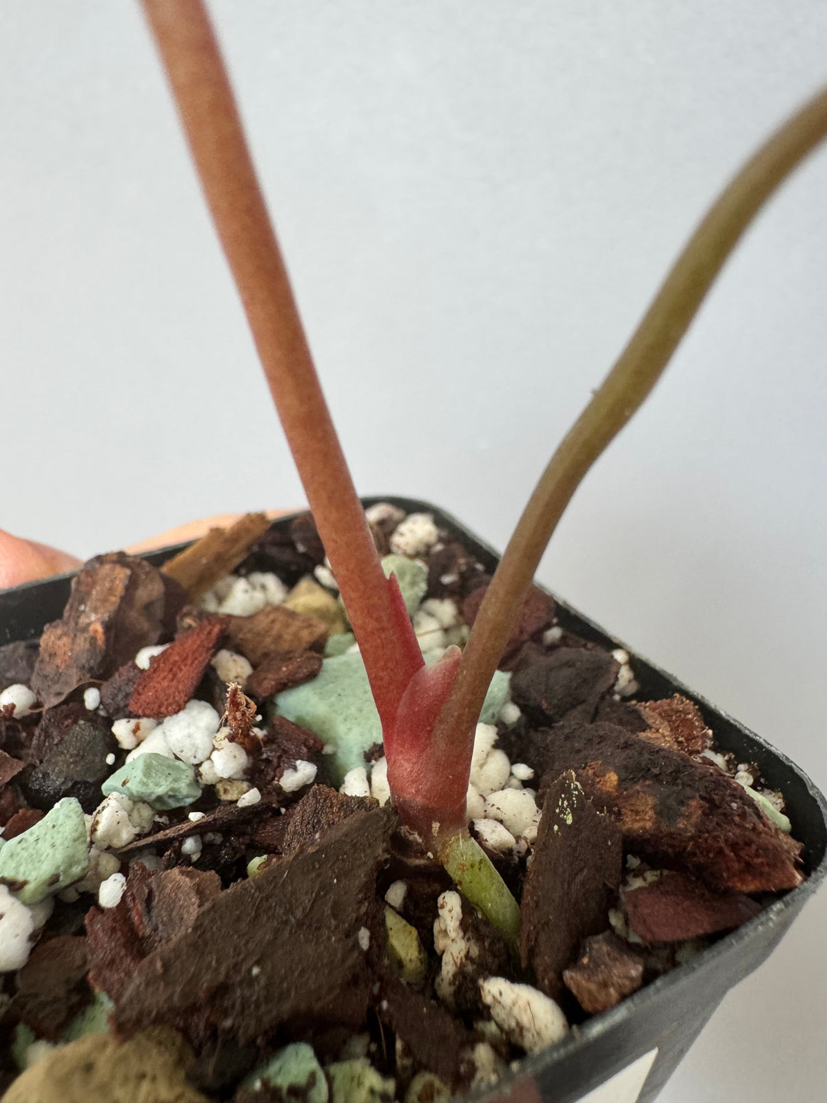 Anthurium RVDP - Red Vein Dark Phoenix - clone