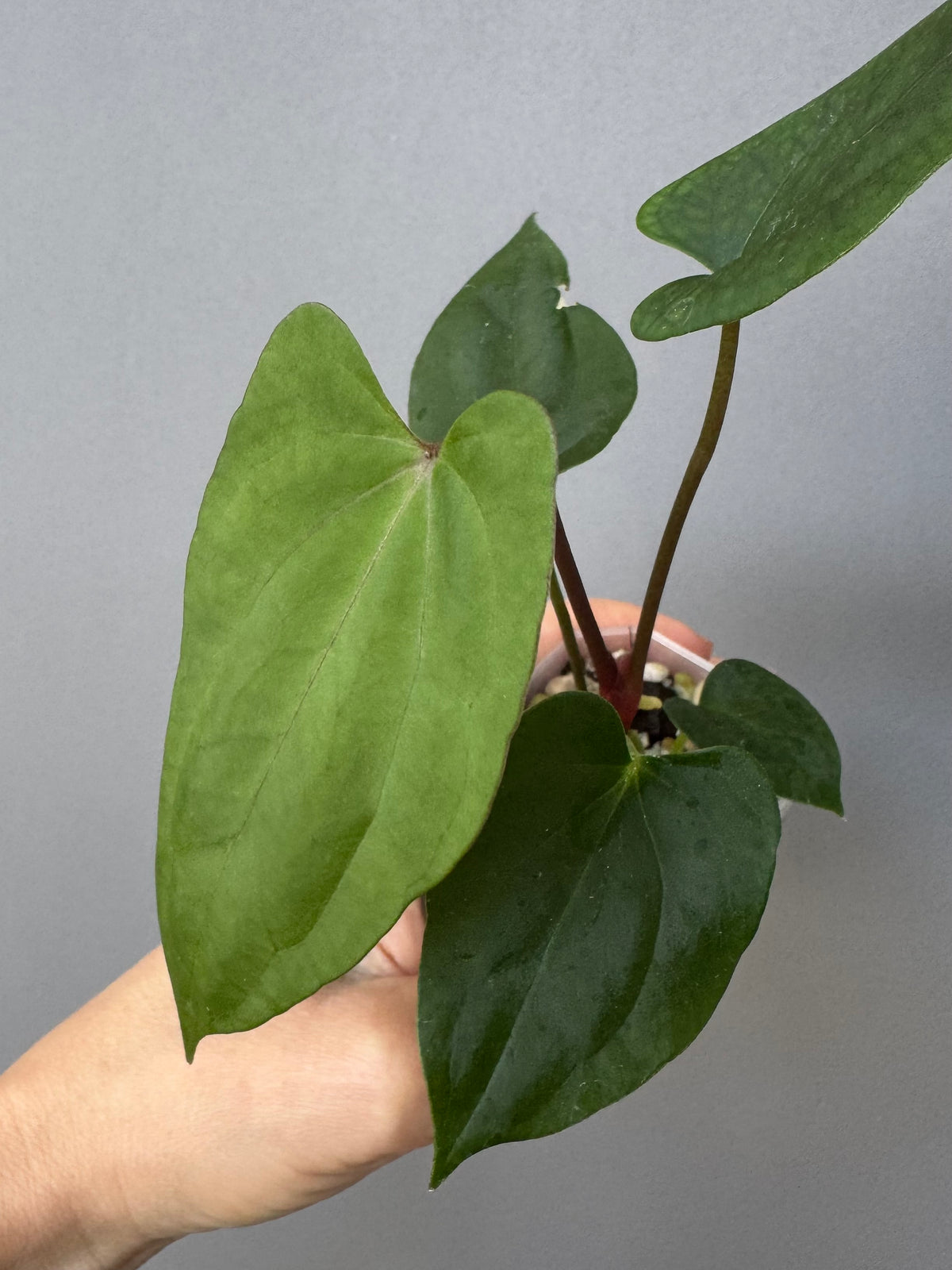 Anthurium ((BVEP x Portillae Dorito) x (Dark Phoenix x Goliath)) x (Fort Sherman x RVDP)