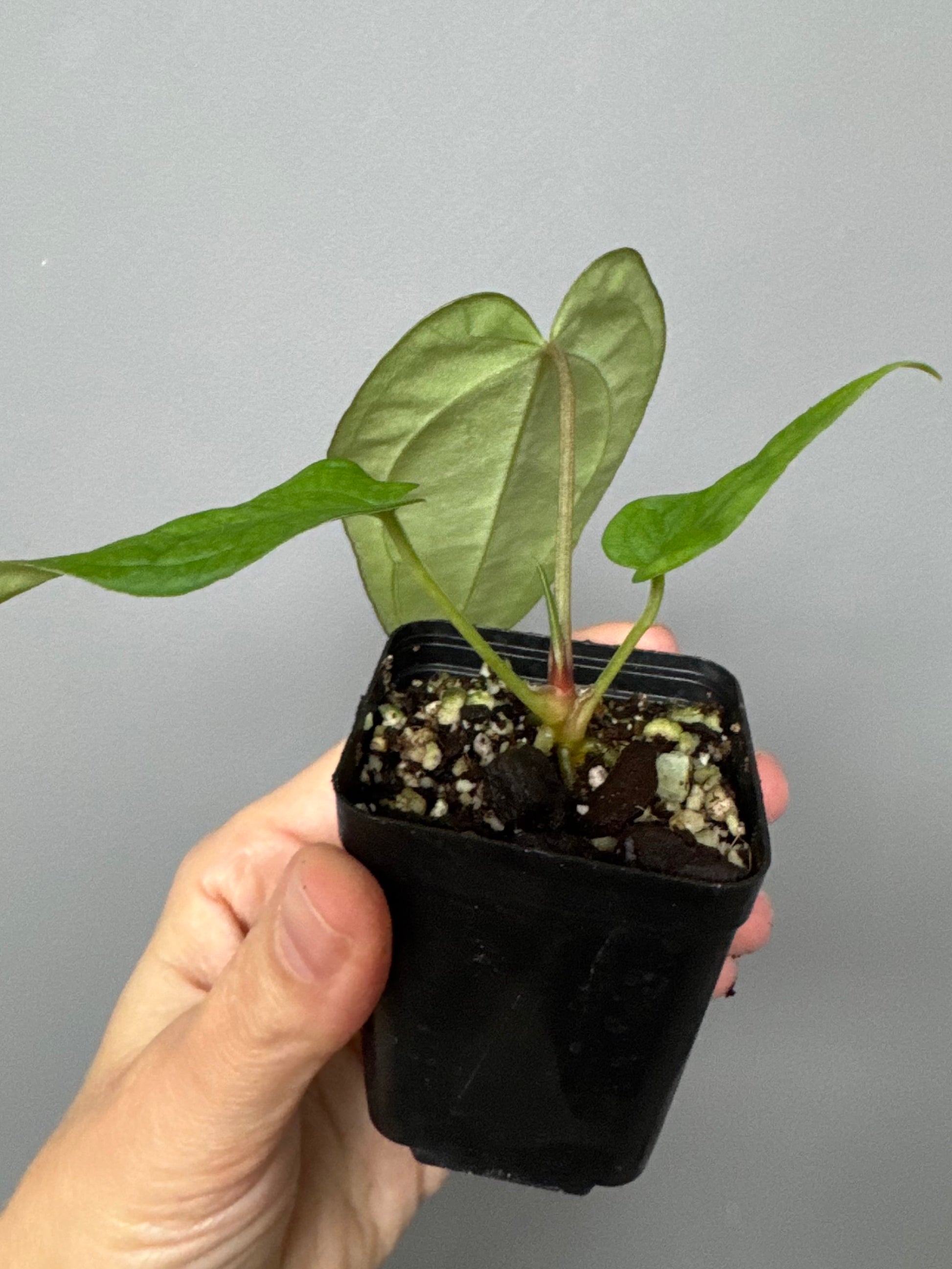 Anthurium papillilaminum x M - Plant A