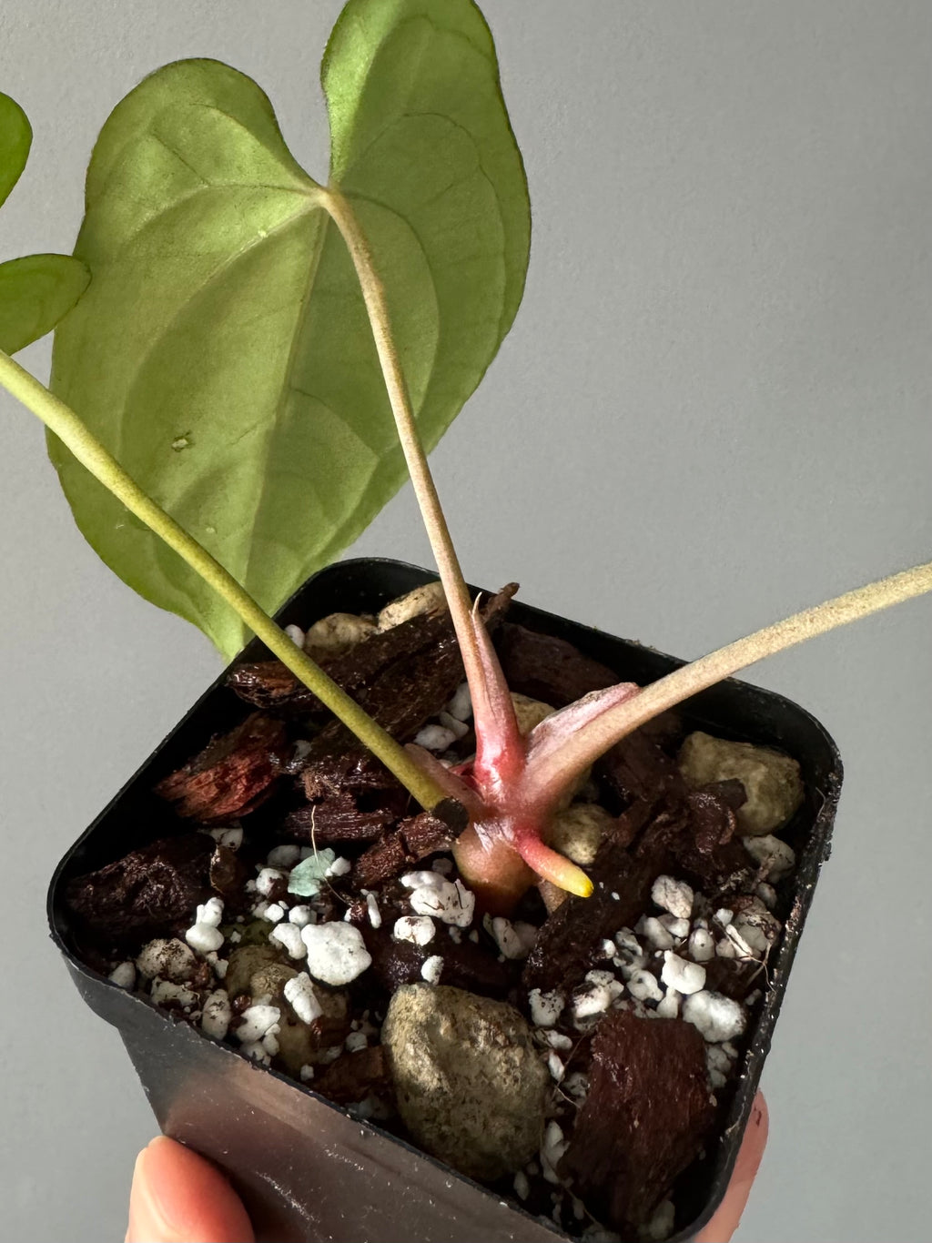 Anthurium (BVEP x portillae ‚Dorito‘) X papillilaminum H1 (by 4aroids)