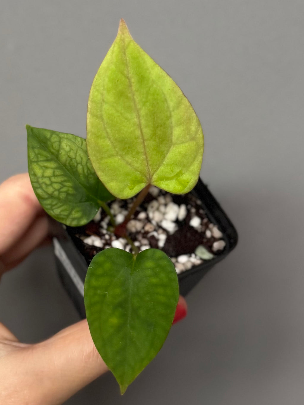 Anthurium (BVEP x port Dorito) x (Dark Phoenix x Goliath)