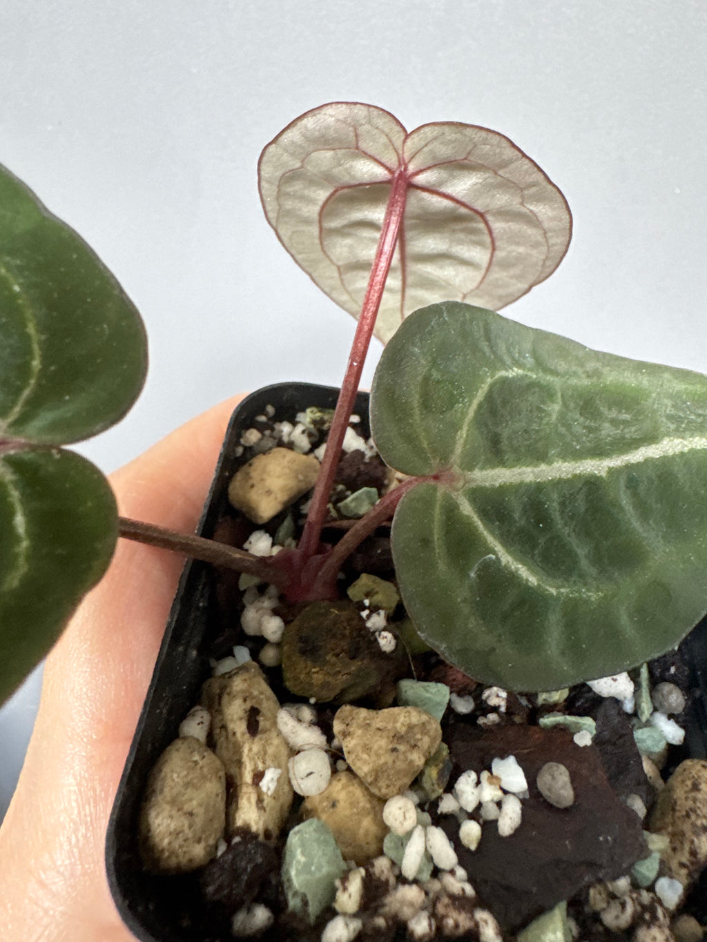 Anthurium Red Crystallinum NSE x Red Crystallinum Tezula