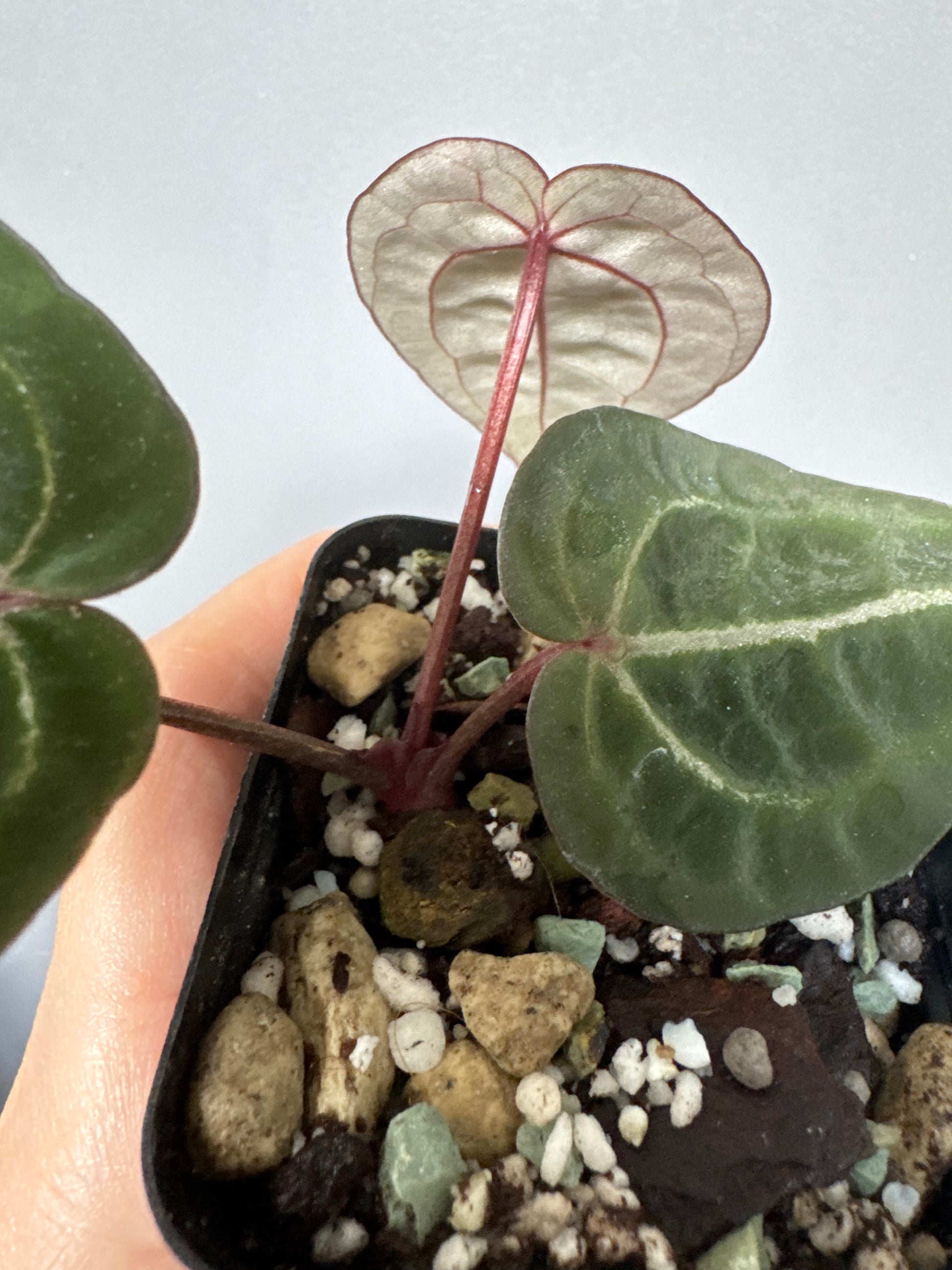 Anthurium Red Crystallinum NSE x Red Crystallinum Tezula