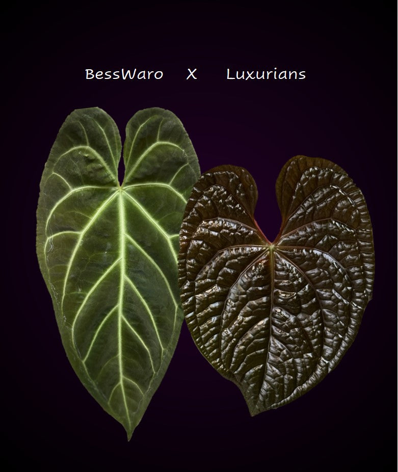 Anthurium (Besseae aff. x warocqueanum) x luxurians