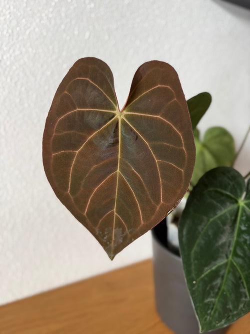 (AOS x Carlablackiae) x  RVDP Clone - one leafer