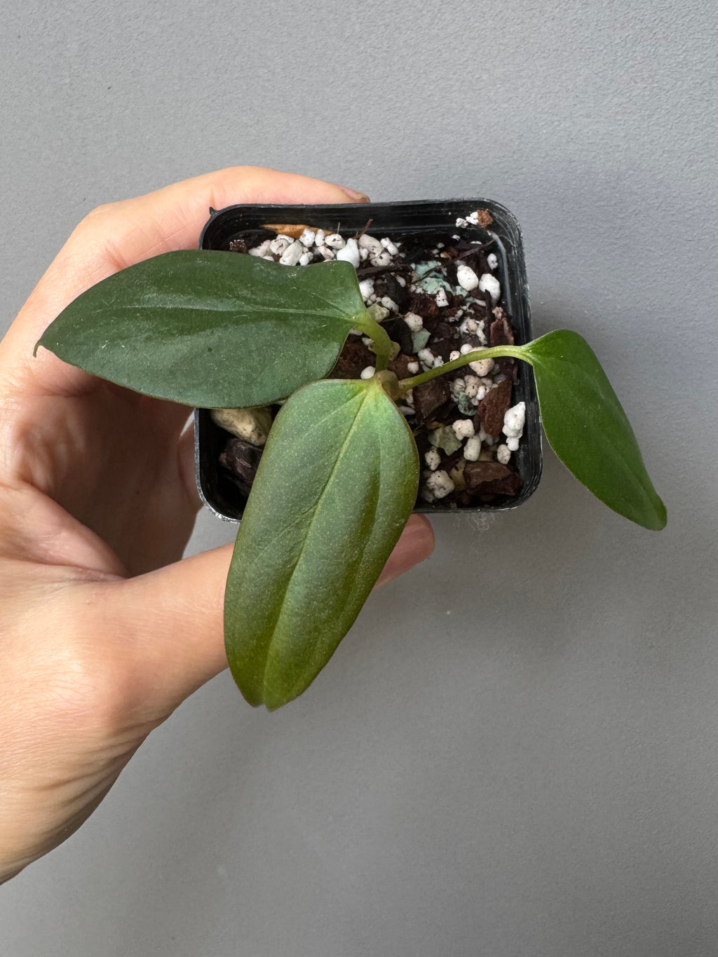 Anthurium Black War (Black Sweet x warocqueanum, von diamondplants_)