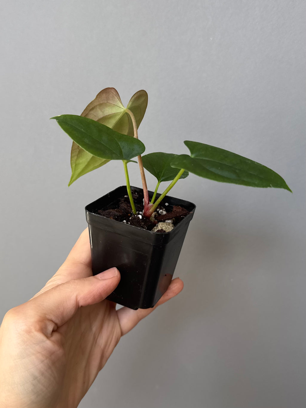 Anthurium Papillilaminum x FSxRVDP