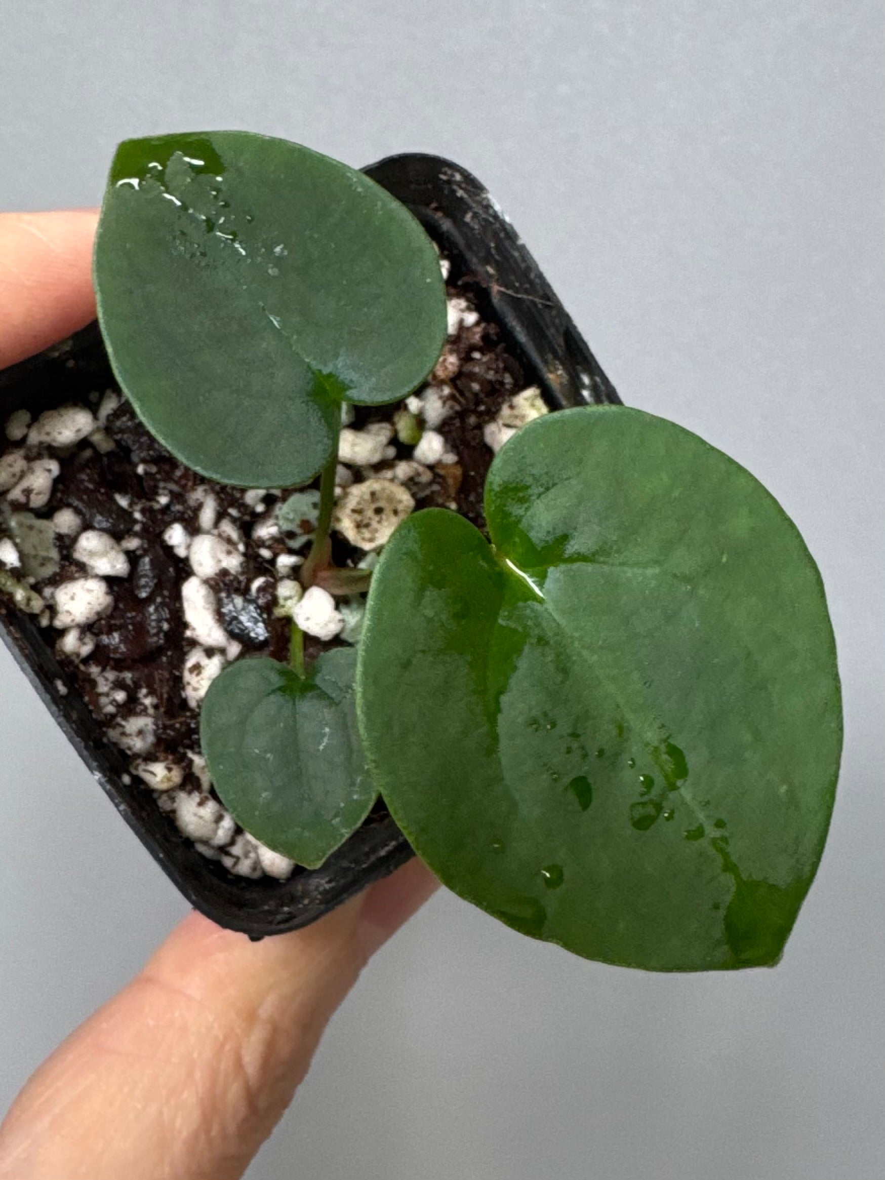 Anthurium (AOS x forgetii) x RVDP