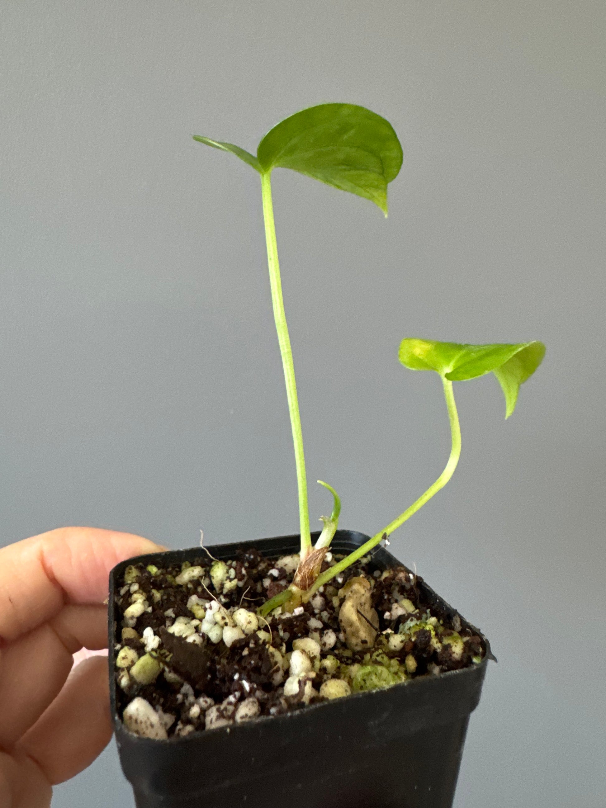 Anthurium besseae true form