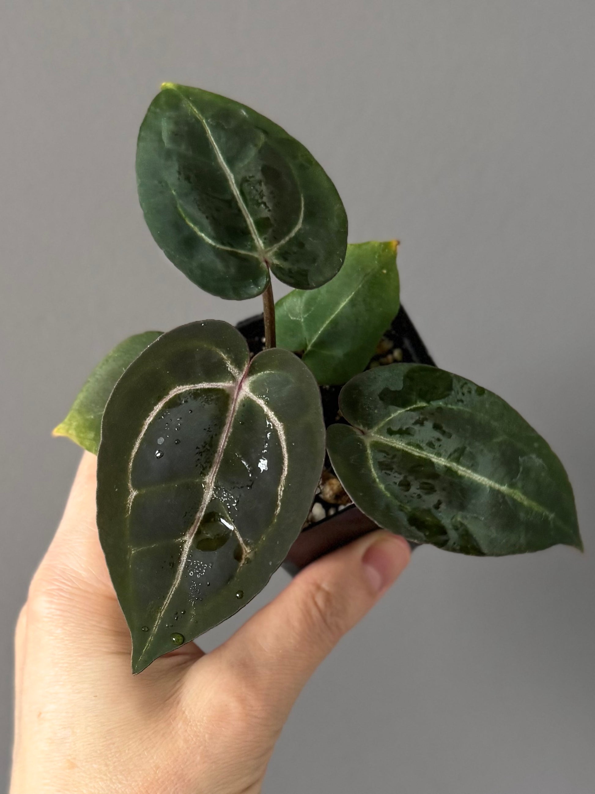 Anthurium (ZxM) x  (NSE Red Crystallinum x Carlablackiae)