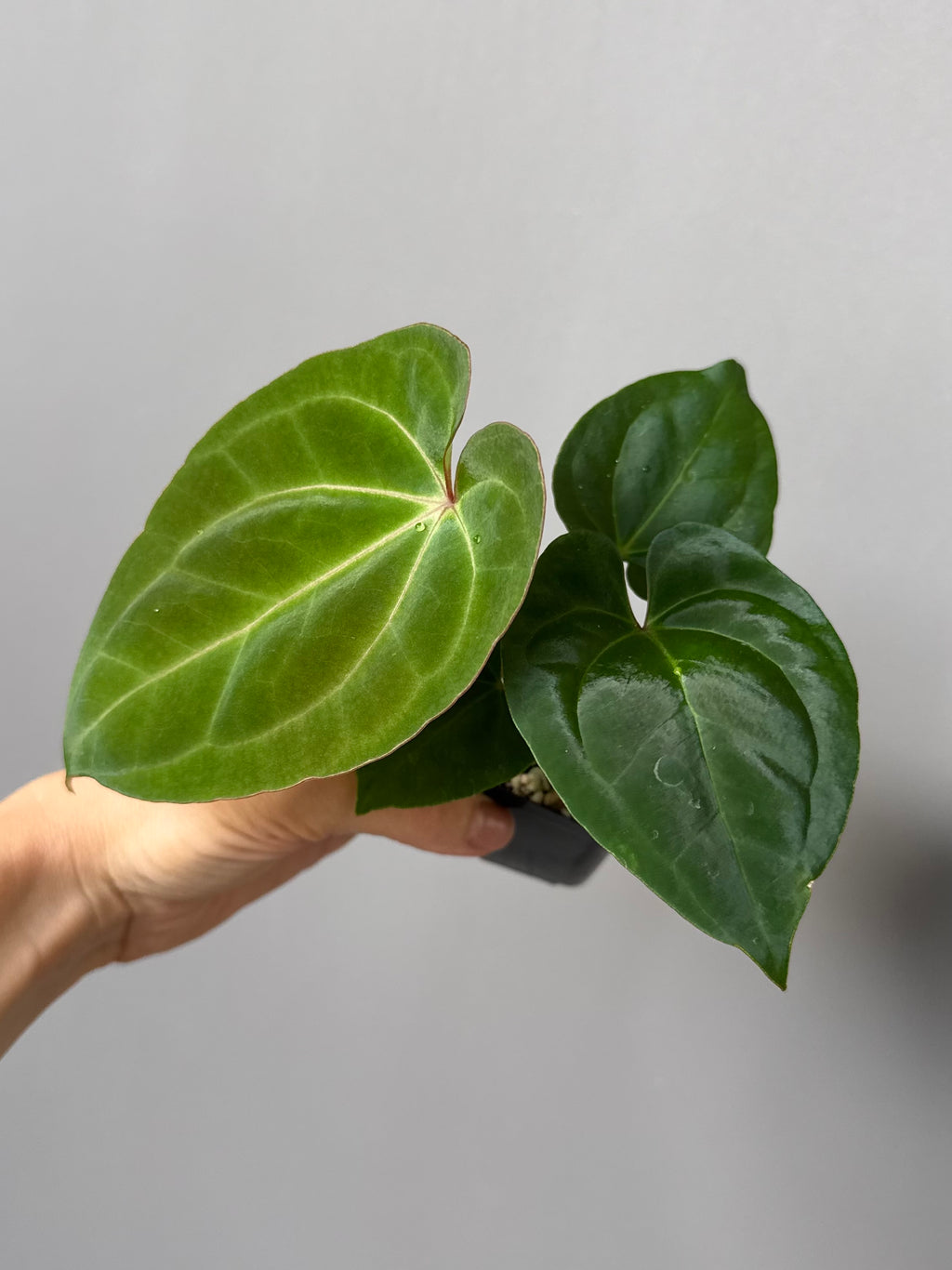 Anthurium Besseae aff. x RVDP