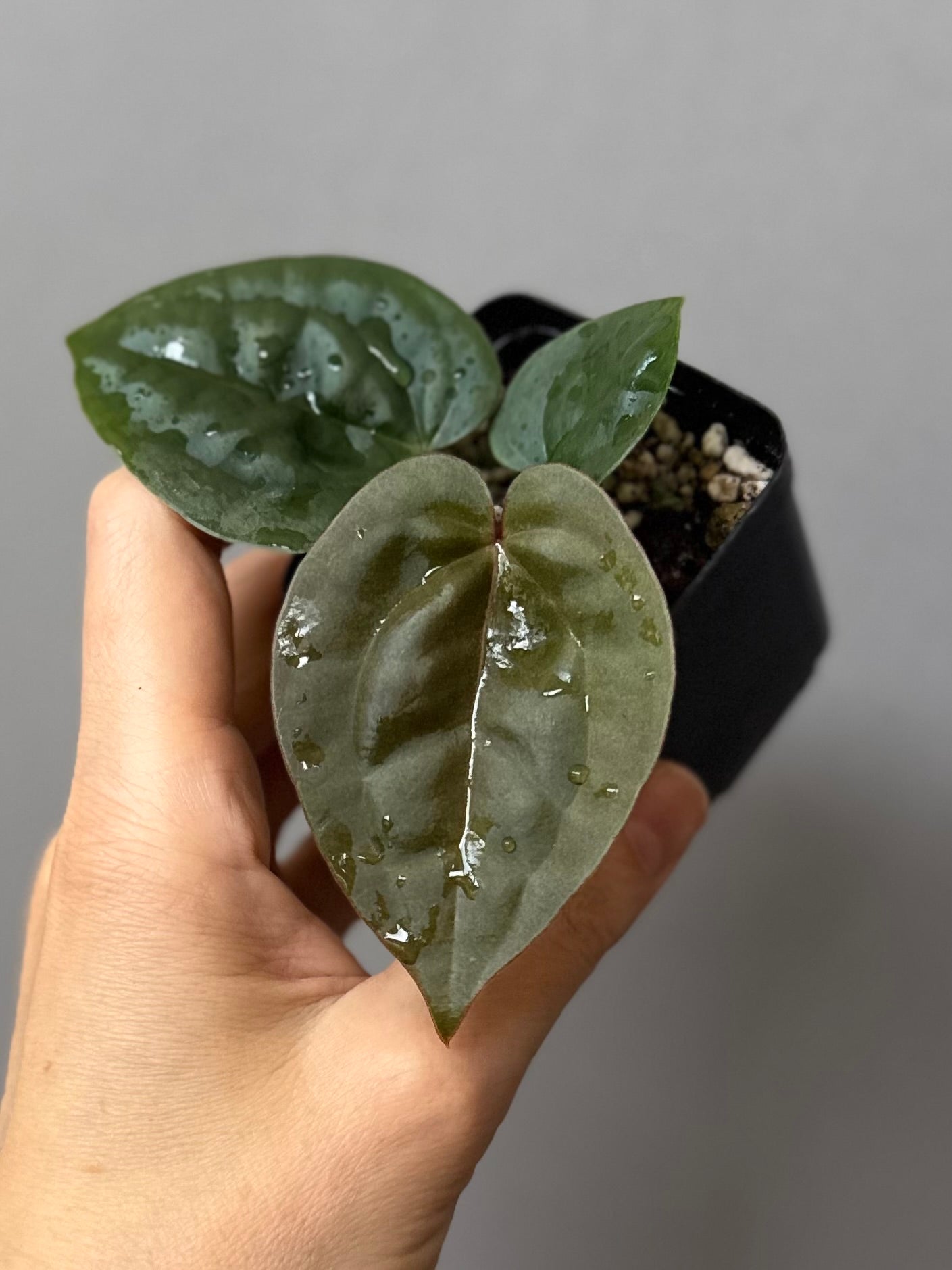 Anthurium ZxM x luxurians