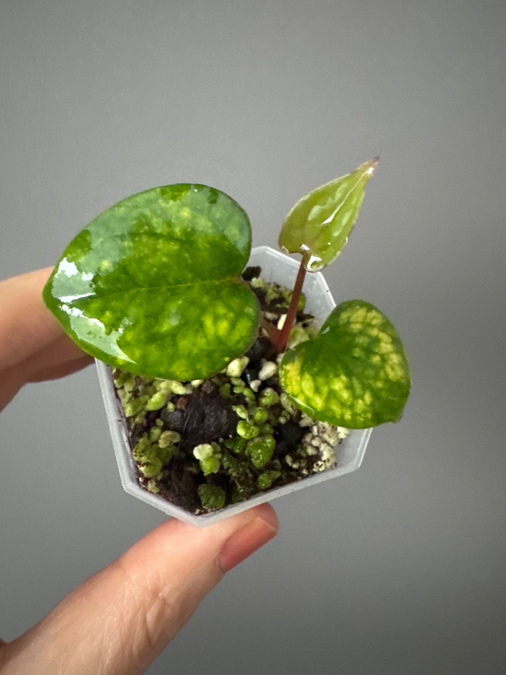 Anthurium RVDP - Red Vein Dark Phoenix - Klon