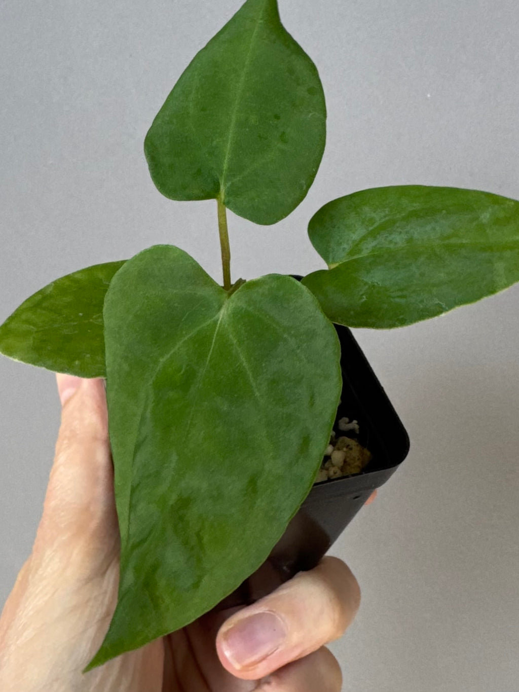 Anthurium Midnight Velvet x (papillilaminum long x long bullate)