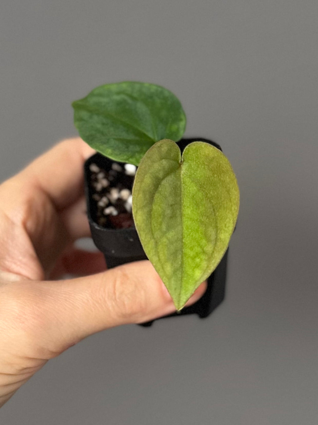 Anthurium BVEP OG1 x Papillilaminum Lago Gatun