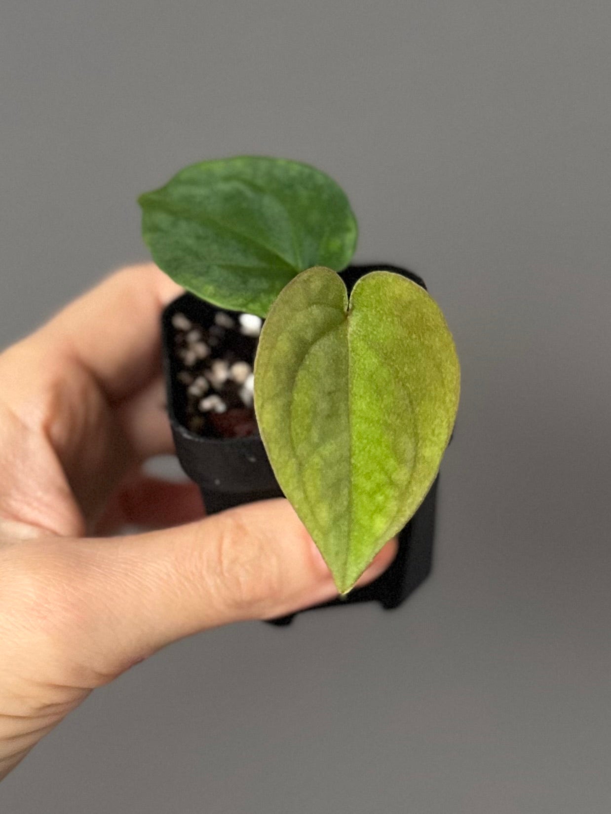 Anthurium BVEP OG1 x Papillilaminum Lago Gatun