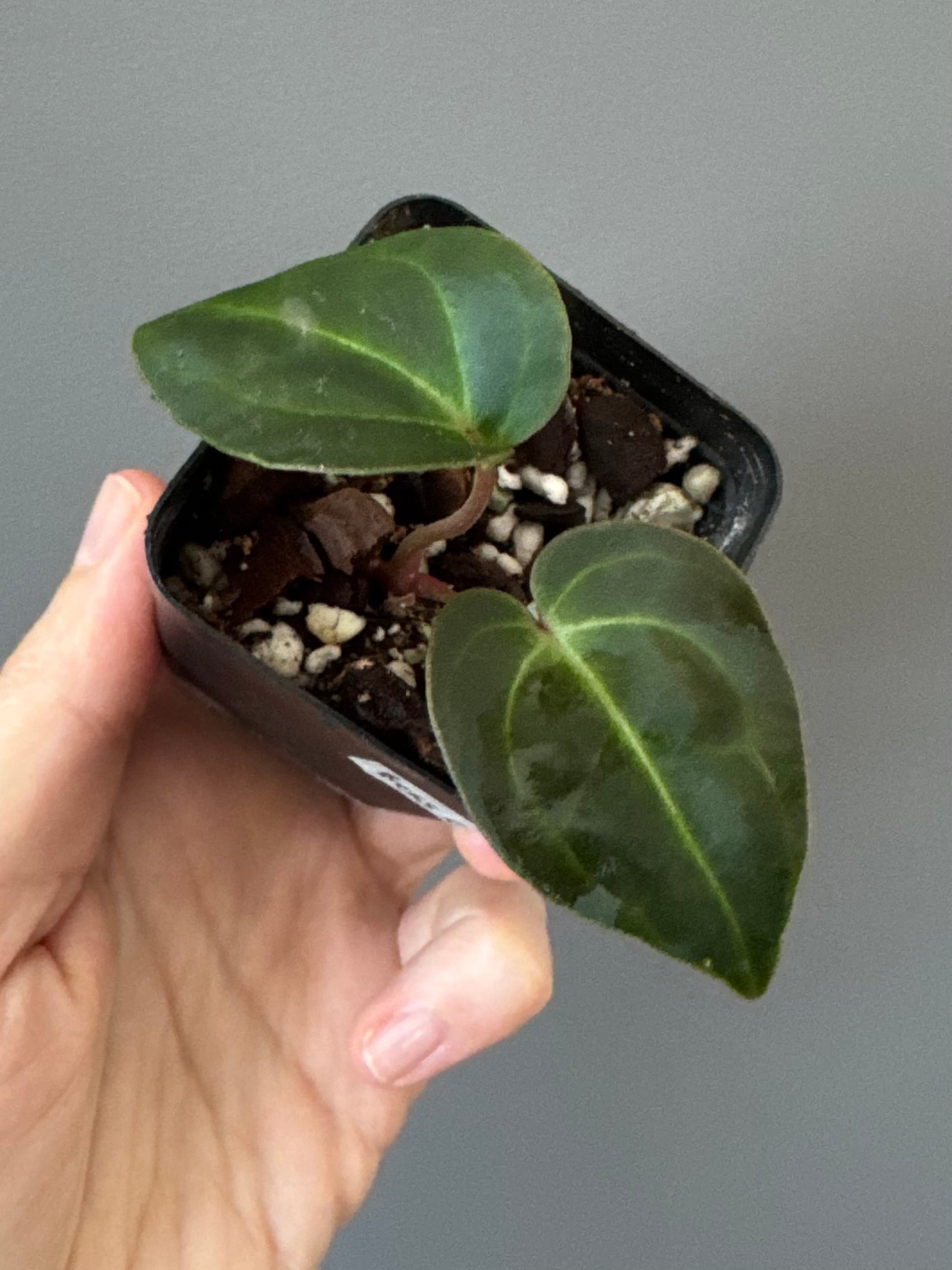 Anthurium Besseae aff. (#1)
