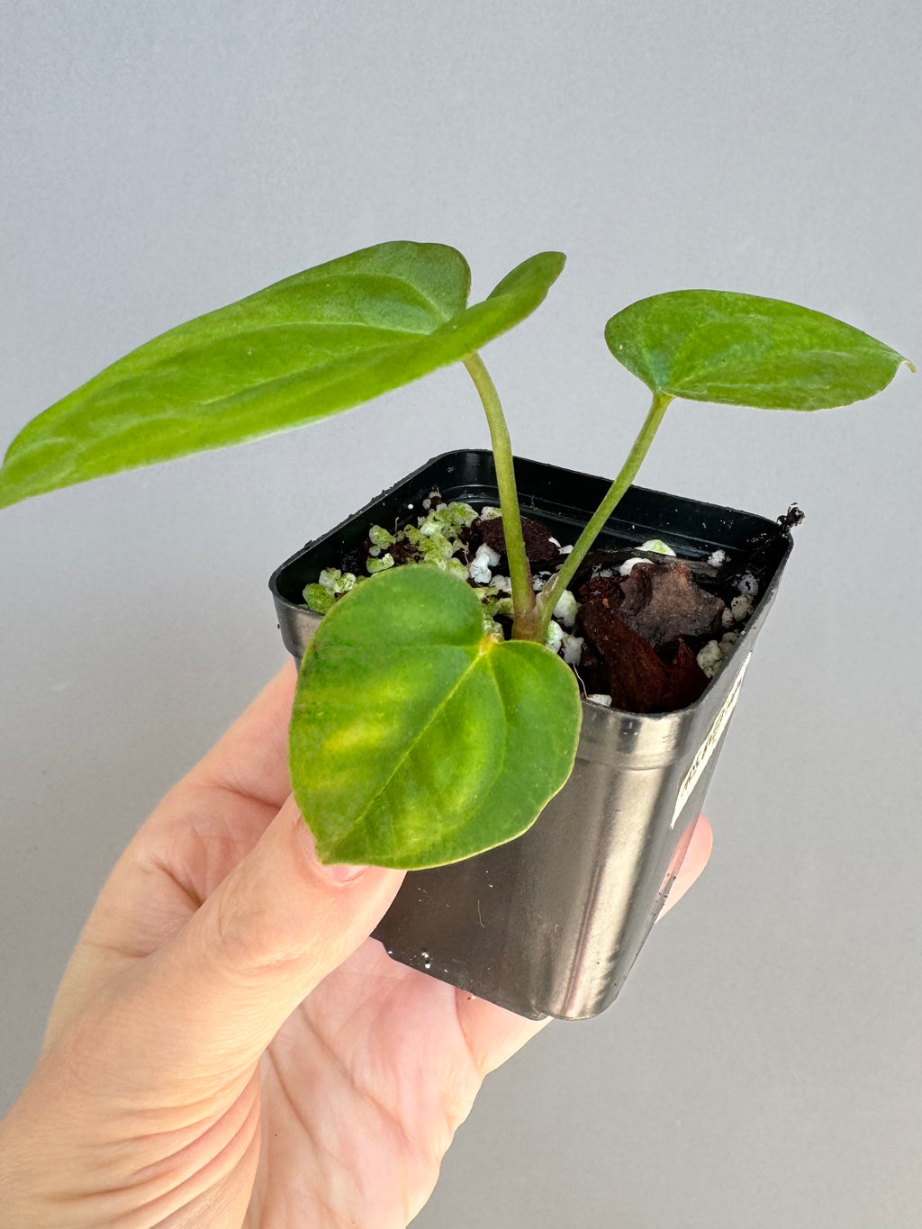 Anthurium Tezula AOS df x BVEP neon (Sarah/botanophile)
