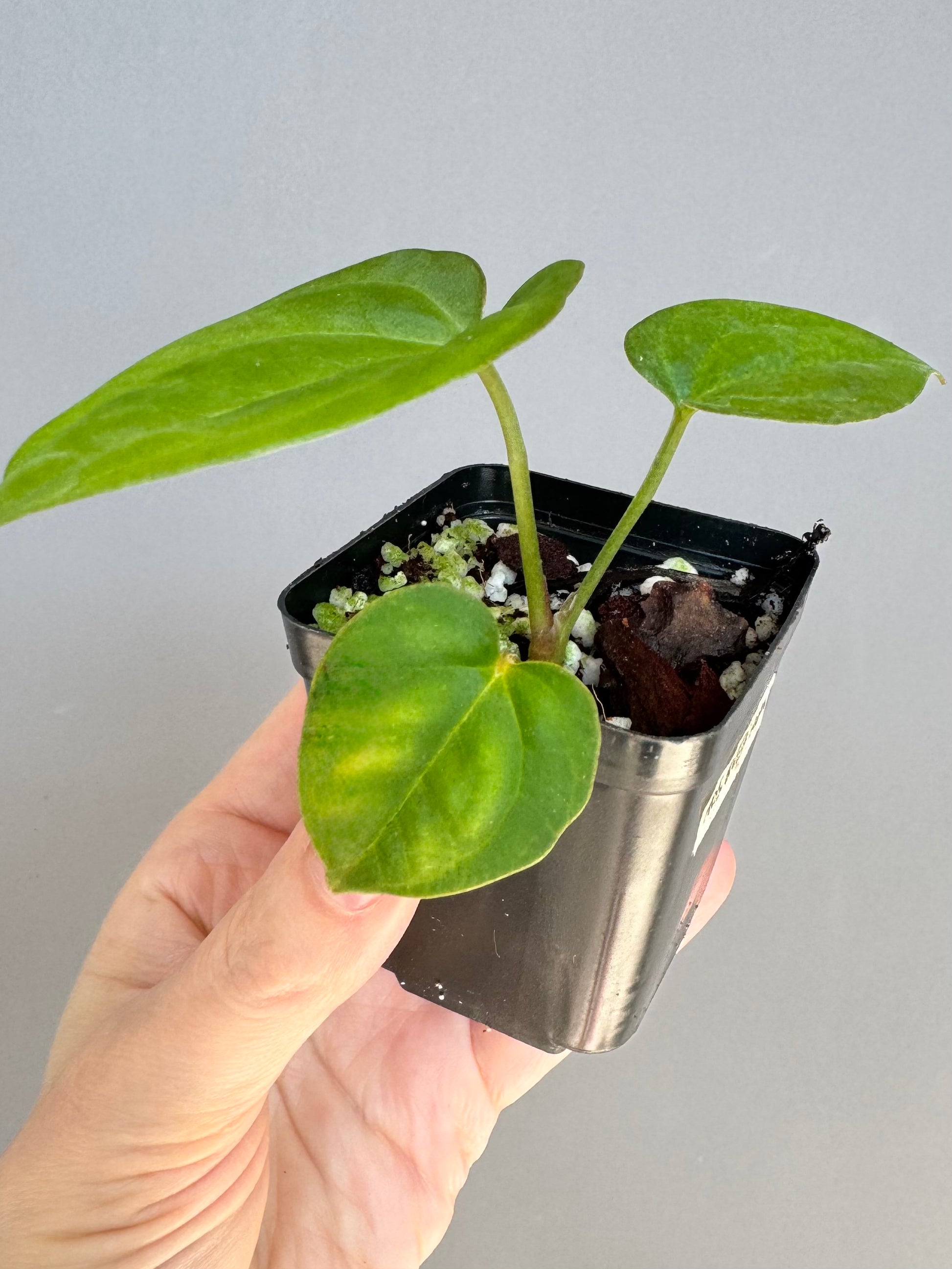 Anthurium Tezula AOS df x BVEP neon (Sarah/botanophile)