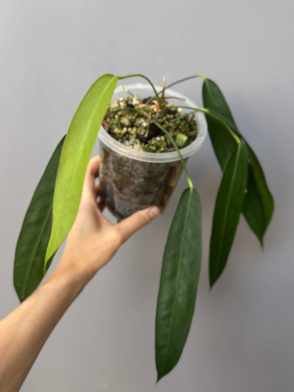 Anthurium wendlingeri