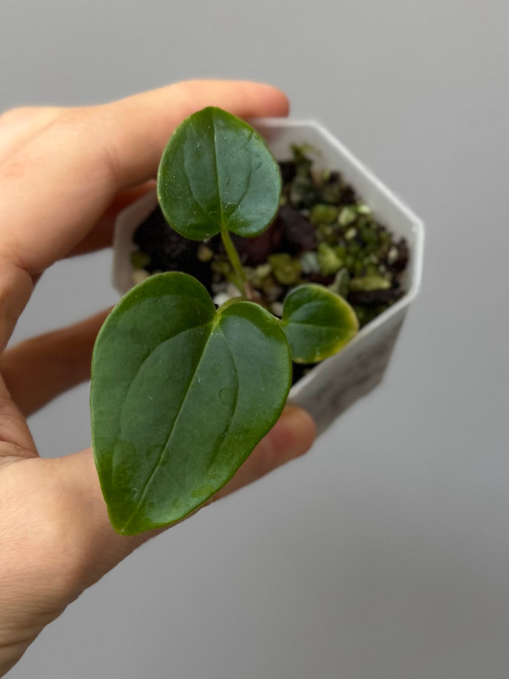 Anthurium carlablackiae Max2 (=select Wu1 xself) x debilis (maxaroids)