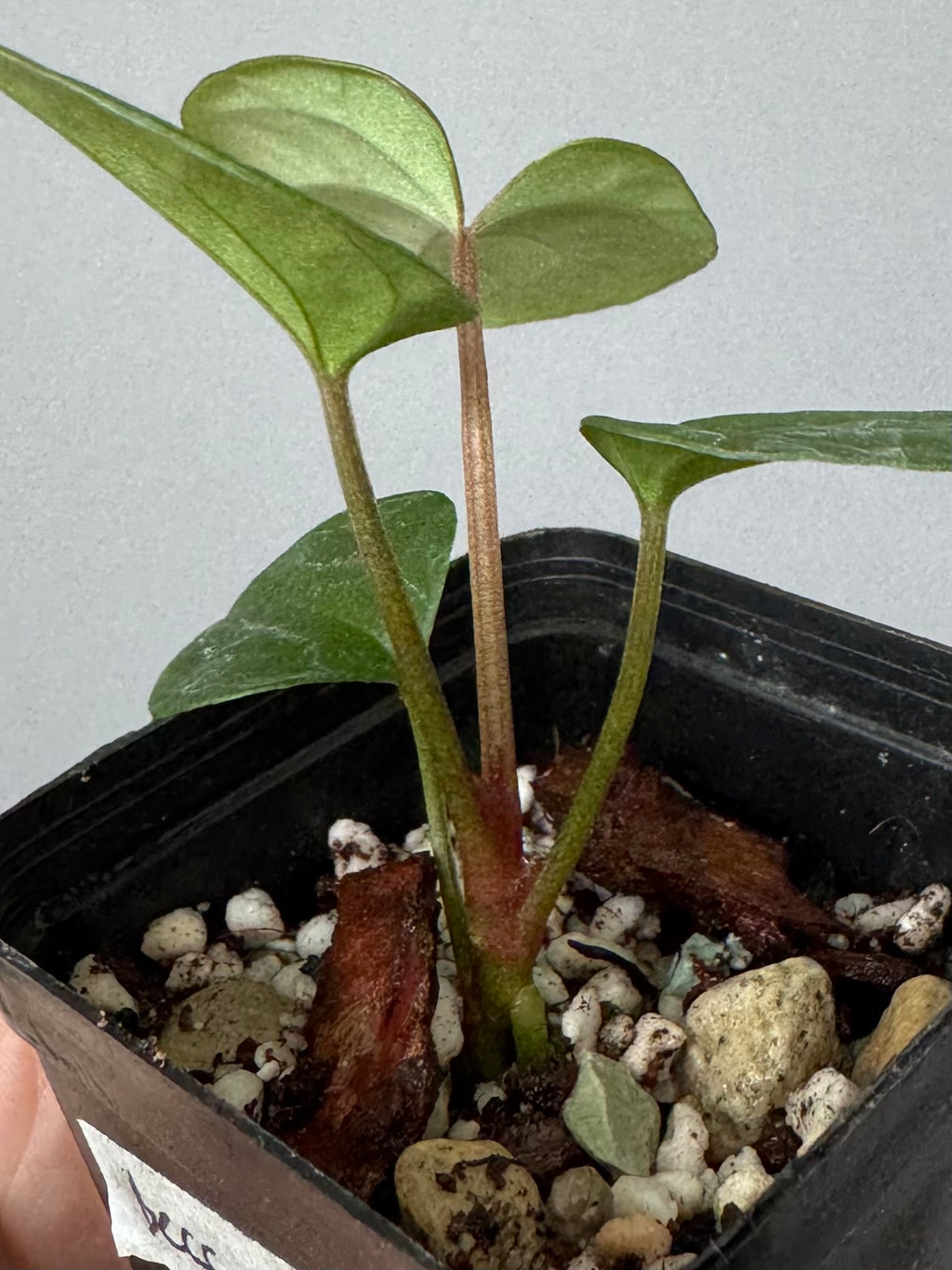Anthurium Besseae aff. x RVDP