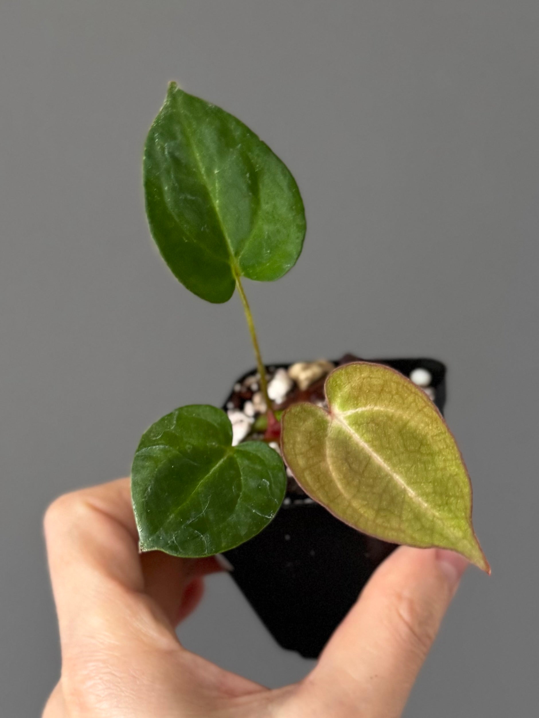 Anthurium NoID
