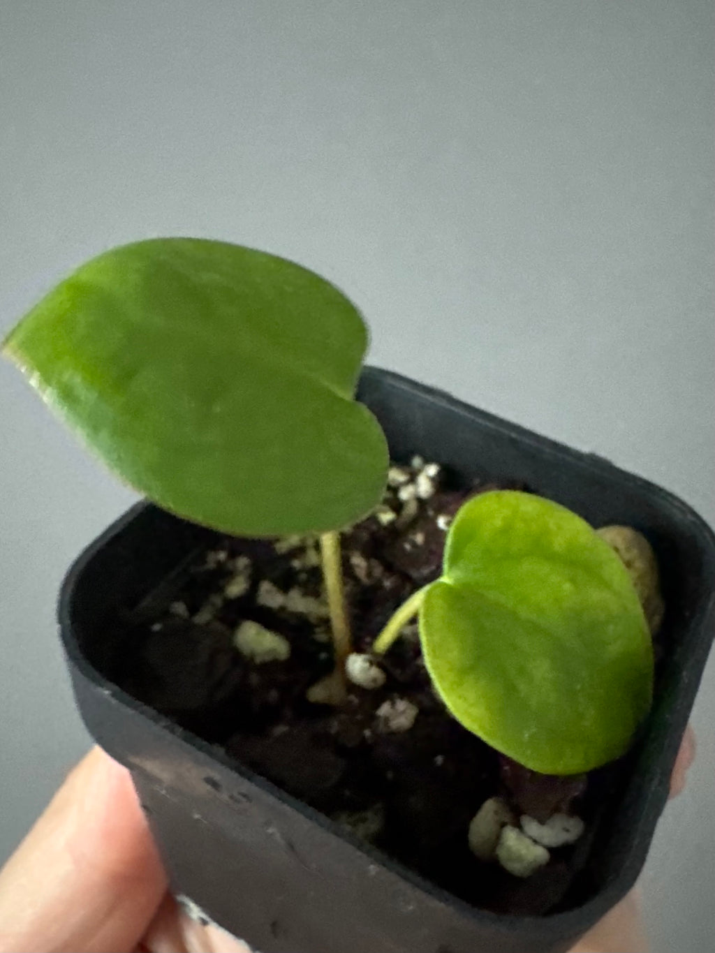 (Midnight Velvet x Red Studd) x NSE CarlaX #2