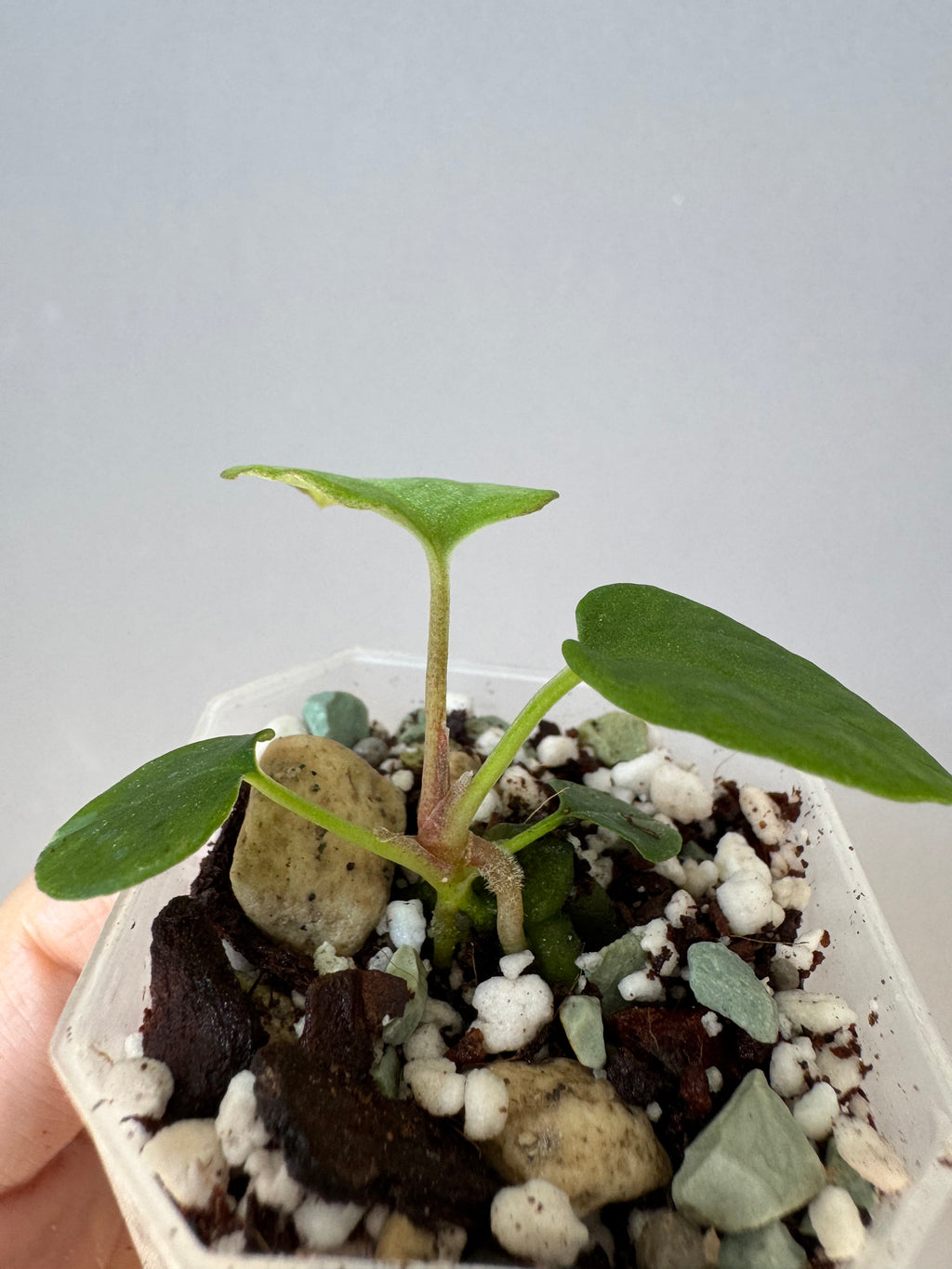 Anthurium Antolakii/ BVEP (Round x Felix) X Felix (Justin Jones / createdinagarden)