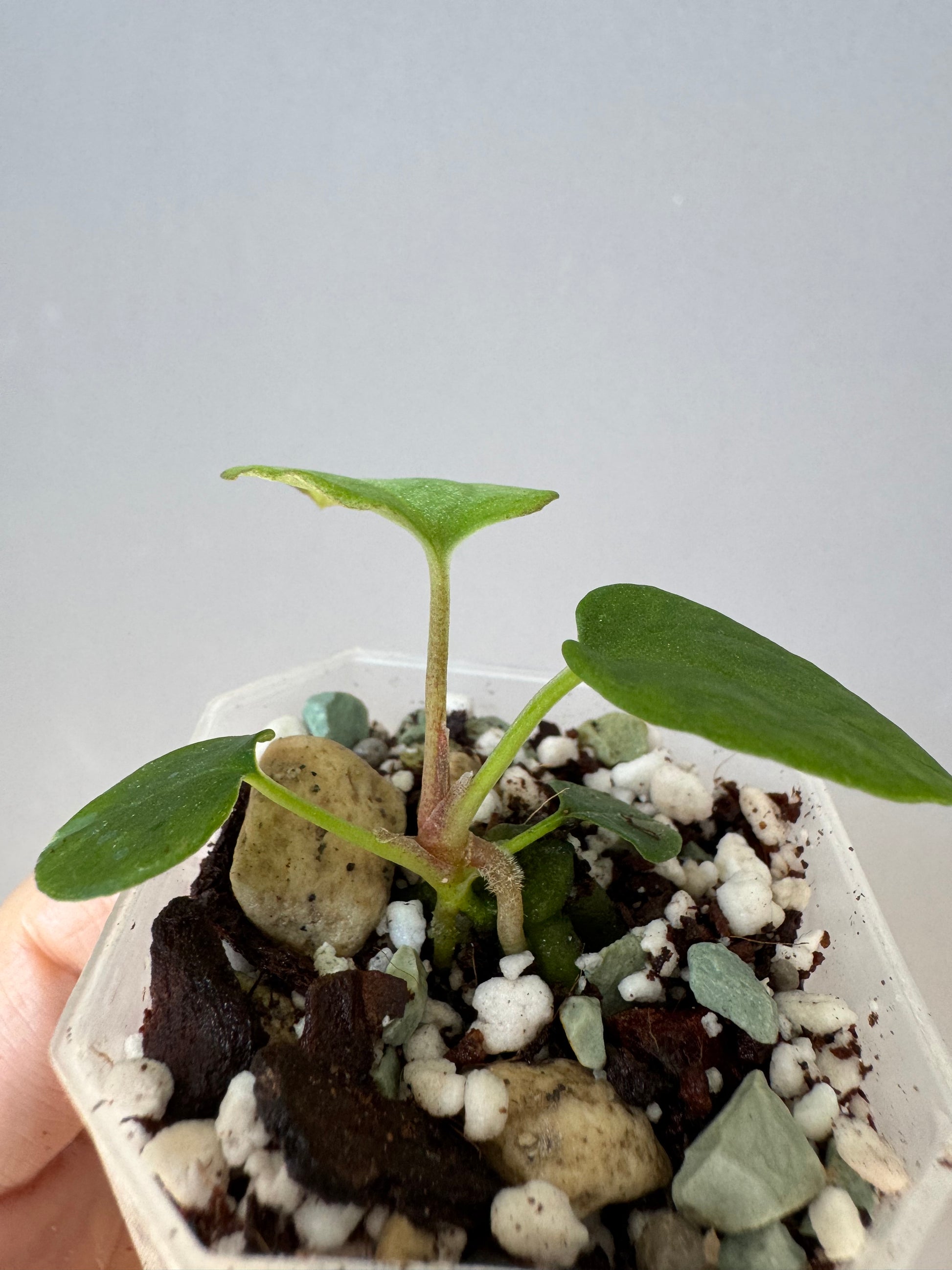Anthurium Antolakii/ BVEP (Round x Felix) X Felix (Justin Jones / createdinagarden)