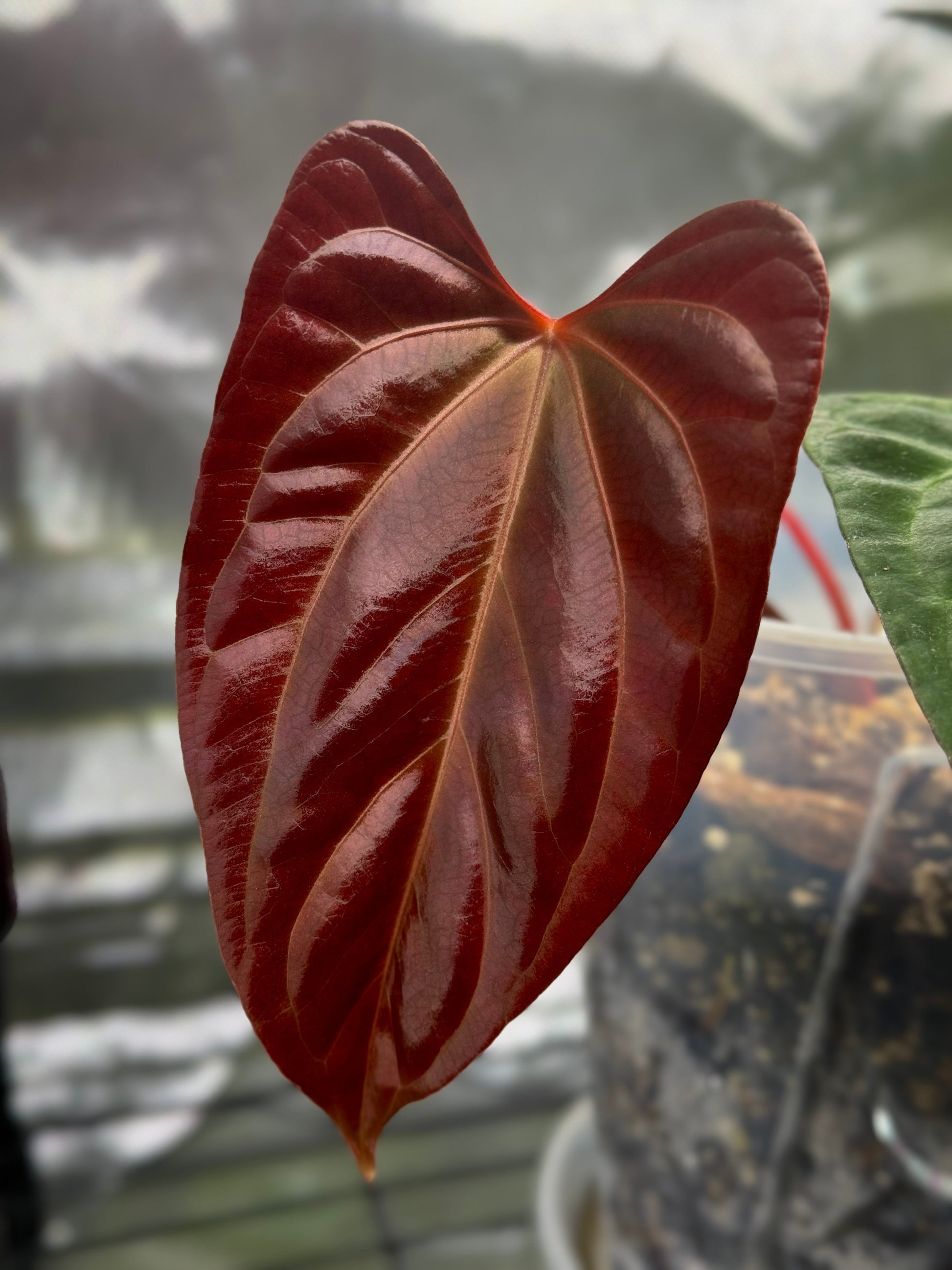 Anthurium papillilaminum,Daniel' x Besseae aff.