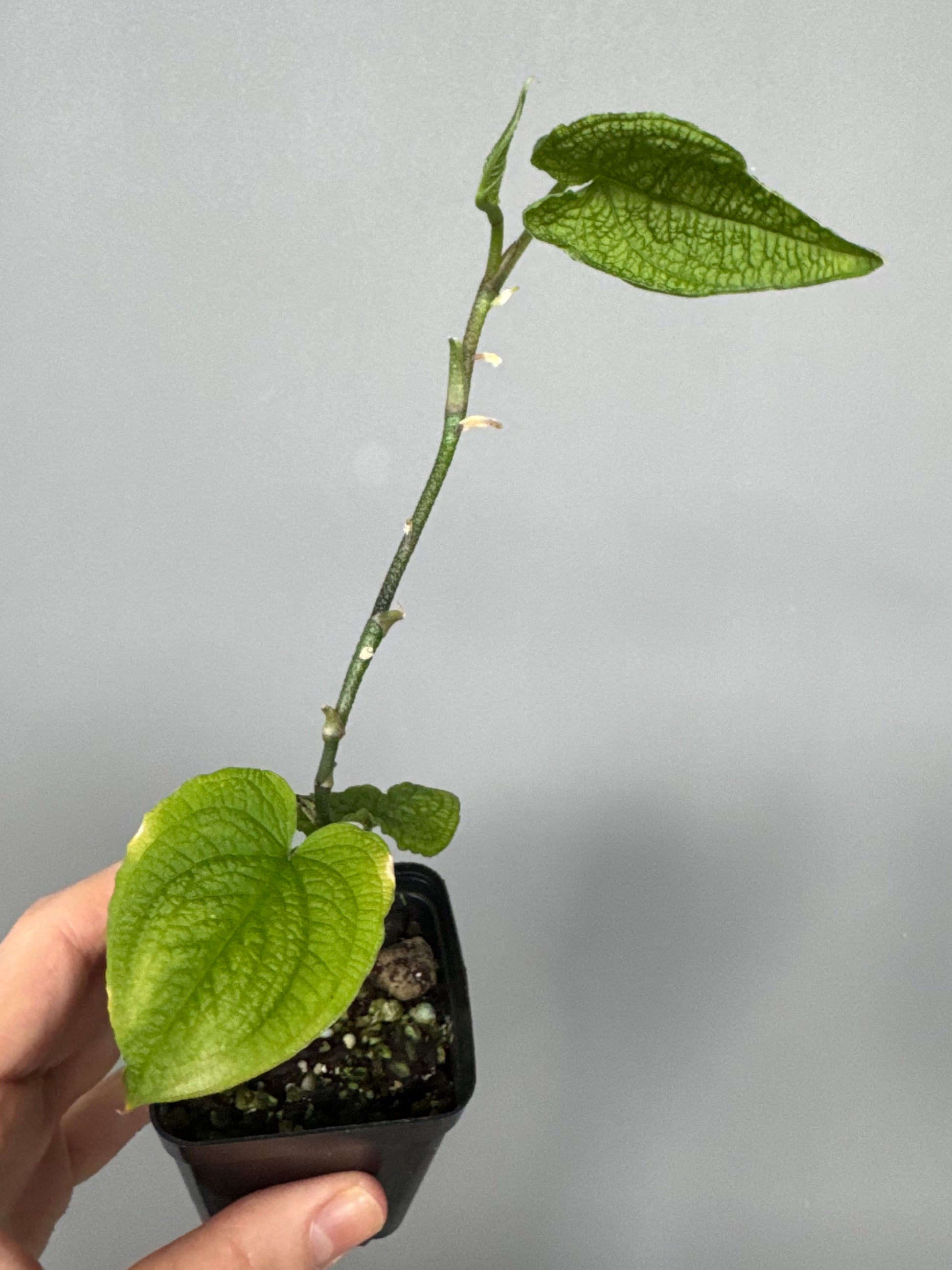 Anthurium clidemioides