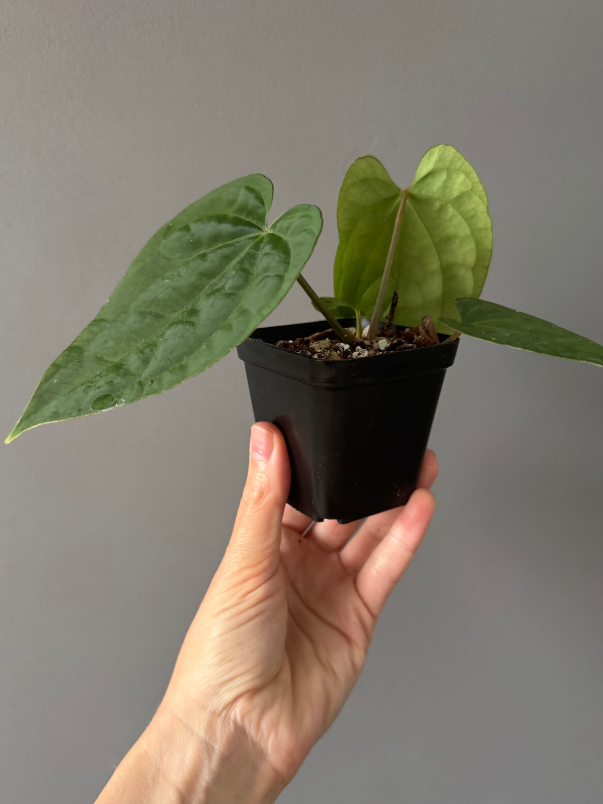 Anthurium Tezula AOS df x BVEP neon (Sarah/botanophile)