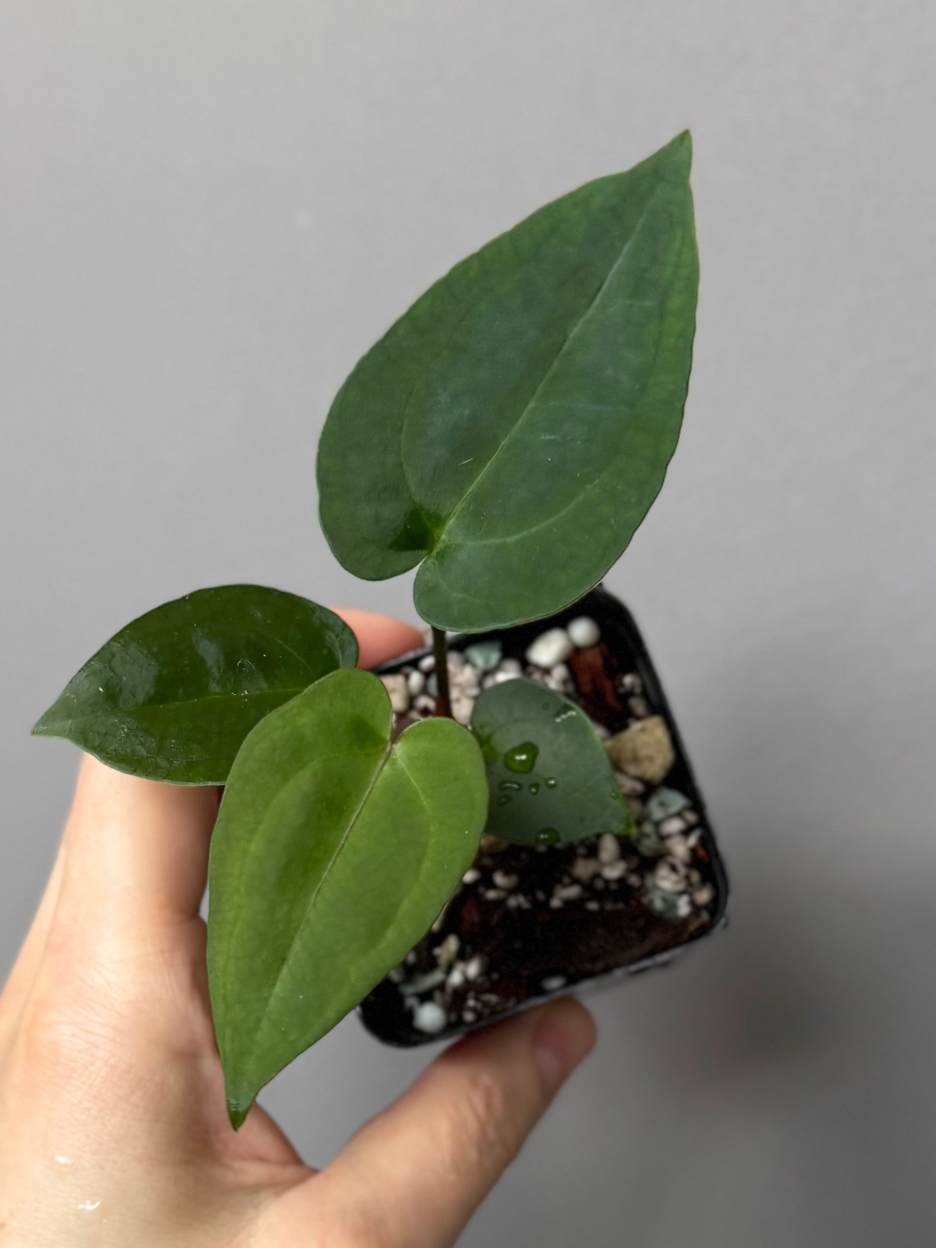 Anthurium (NSE Red Crystallinum x Carla) x RVDP