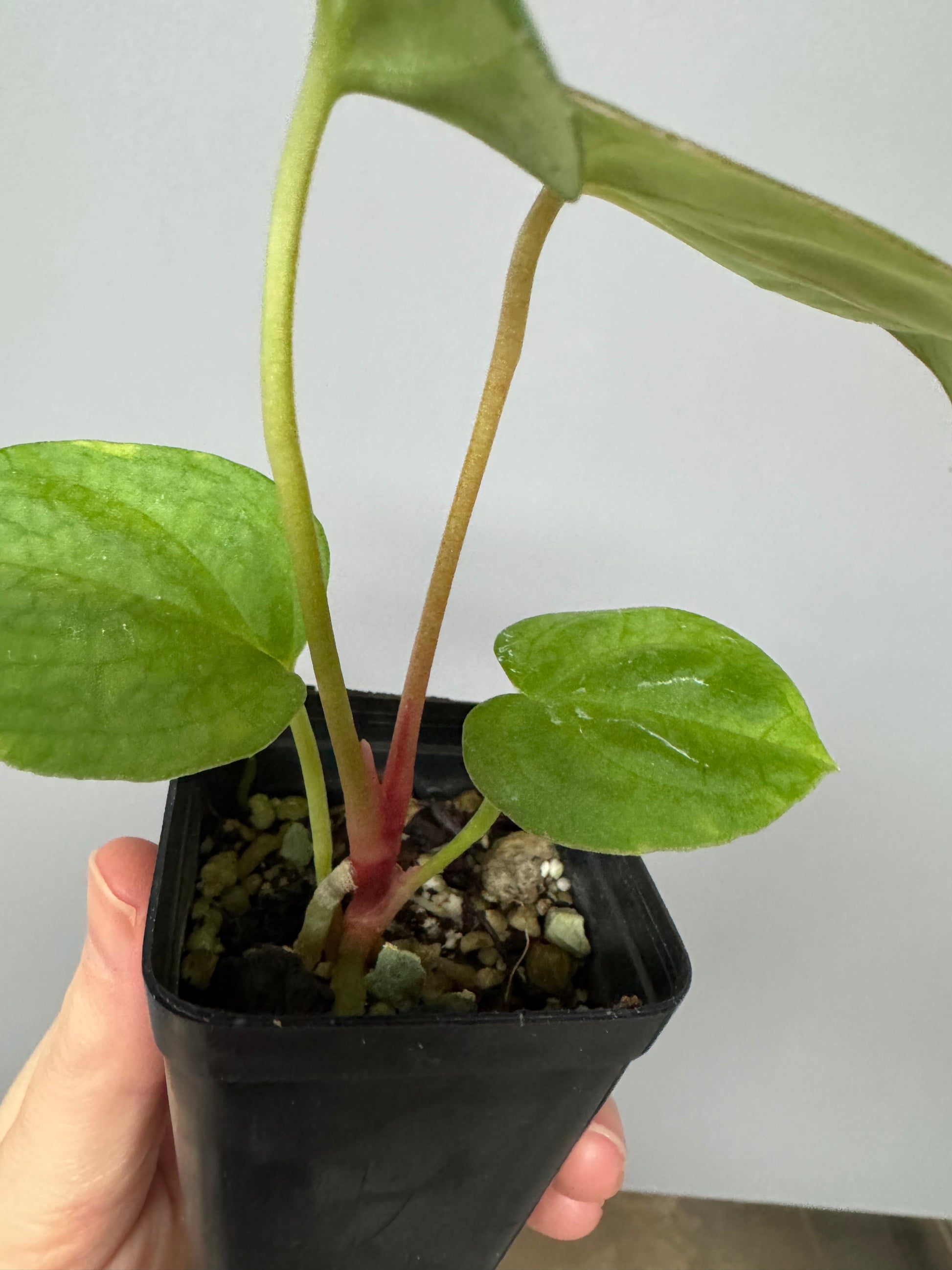 Anthurium PapillilaminumX